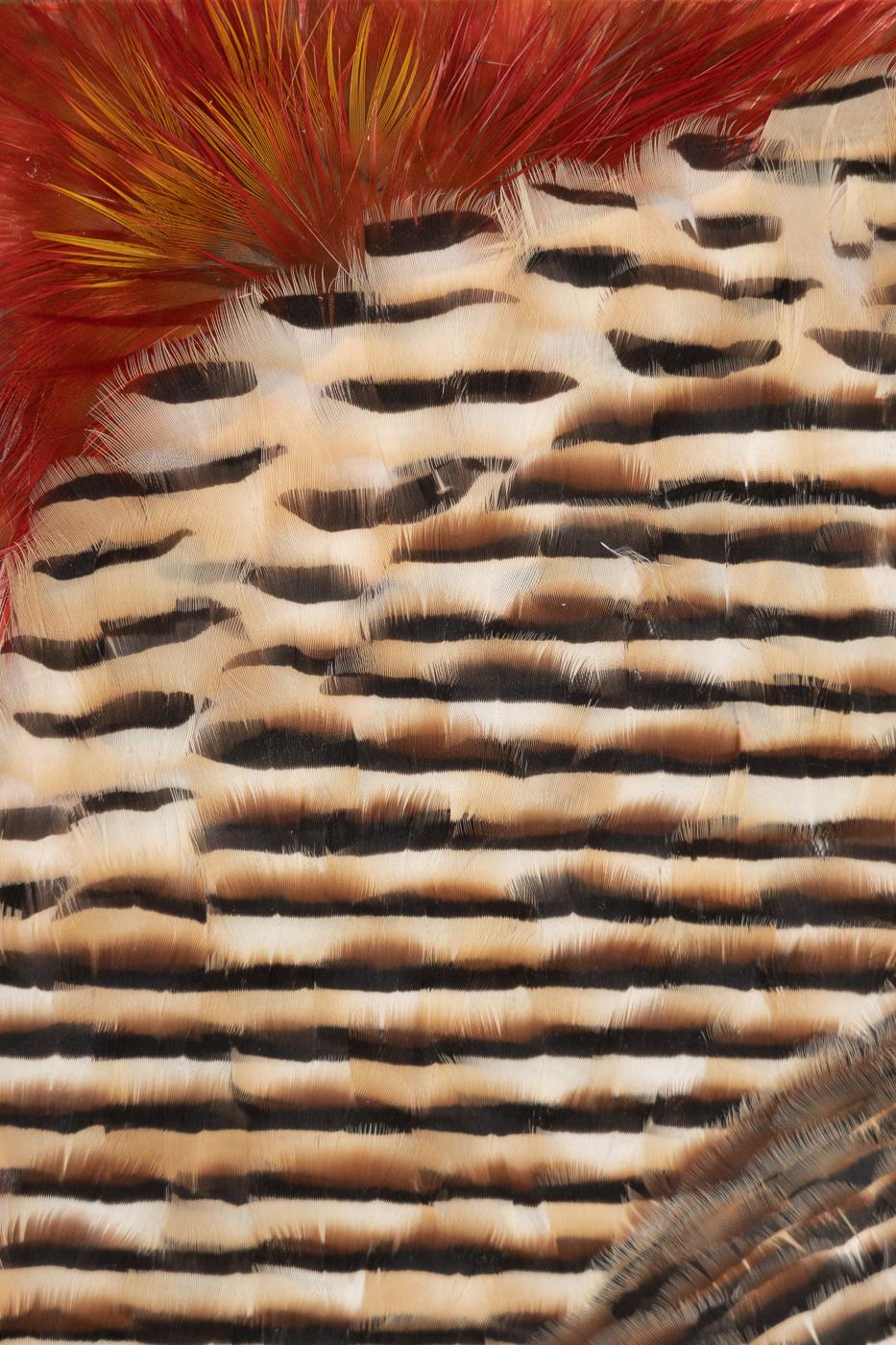 Red and Earth Tones Abstract Feather Wall Art, 2025 For Sale 3