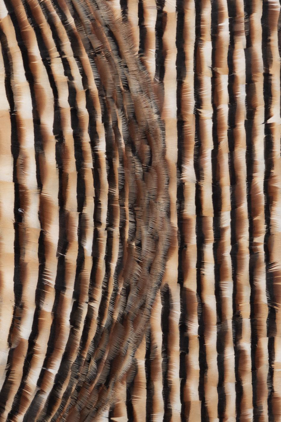 Red and Earth Tones Abstract Feather Wall Art, 2025 For Sale 5