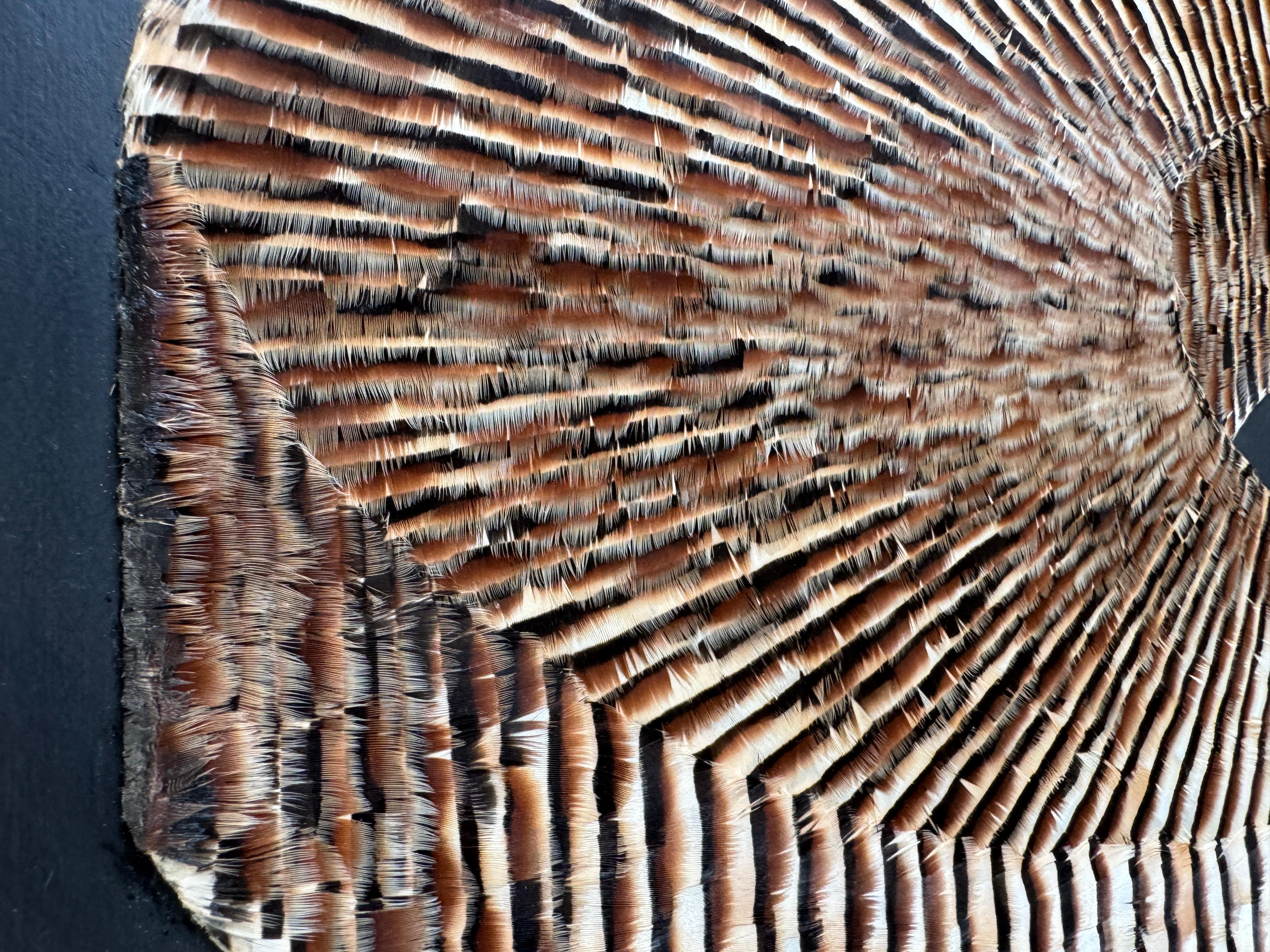 Feather Artwork, Abstract Earth Tones Mobius Strip, Optical Illusion, 2019 For Sale 10
