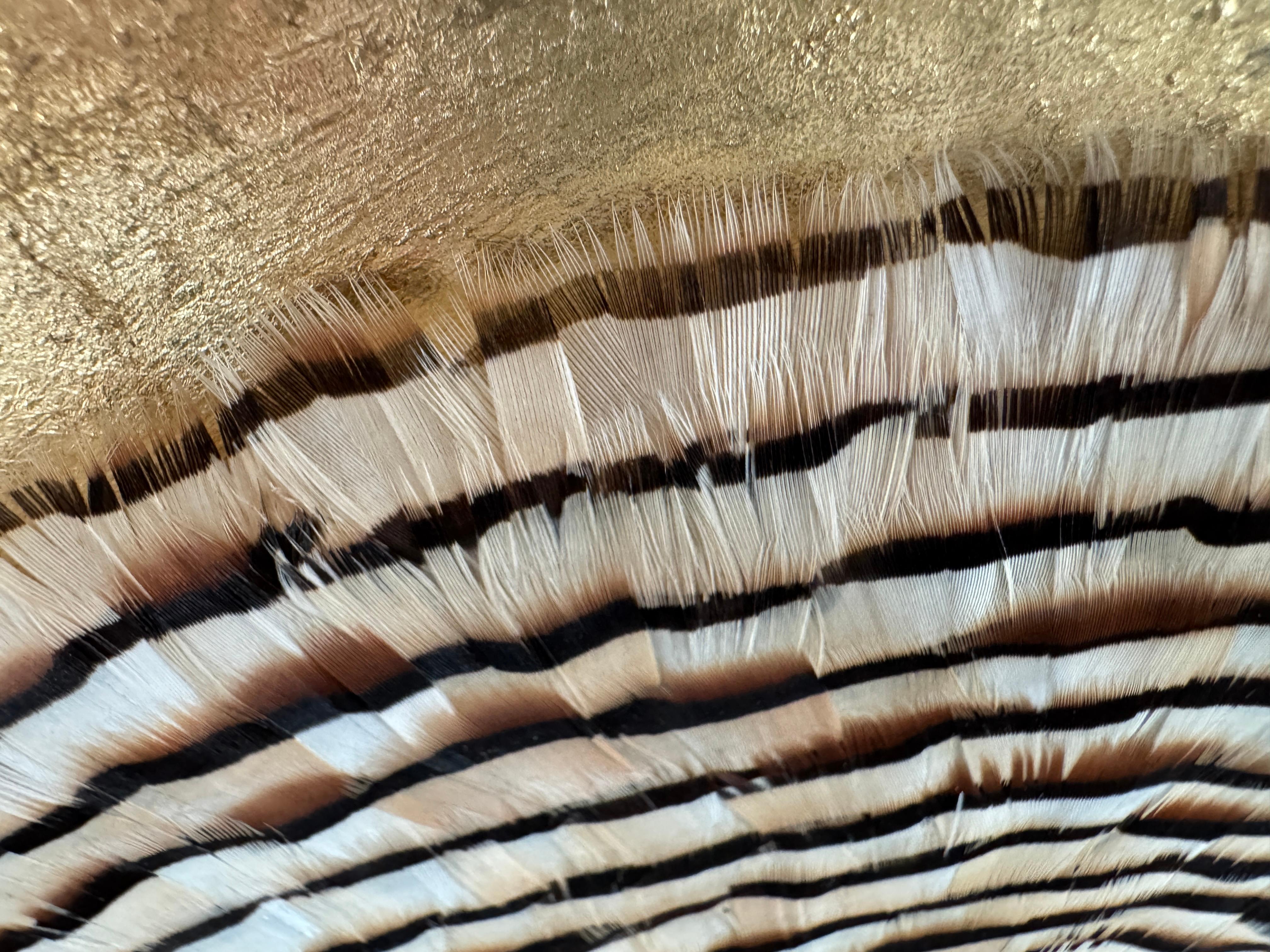 Arte de pared de plumas circulares, anillos de árboles inspirados en la naturaleza, tonos tierra, 2019 en venta 4