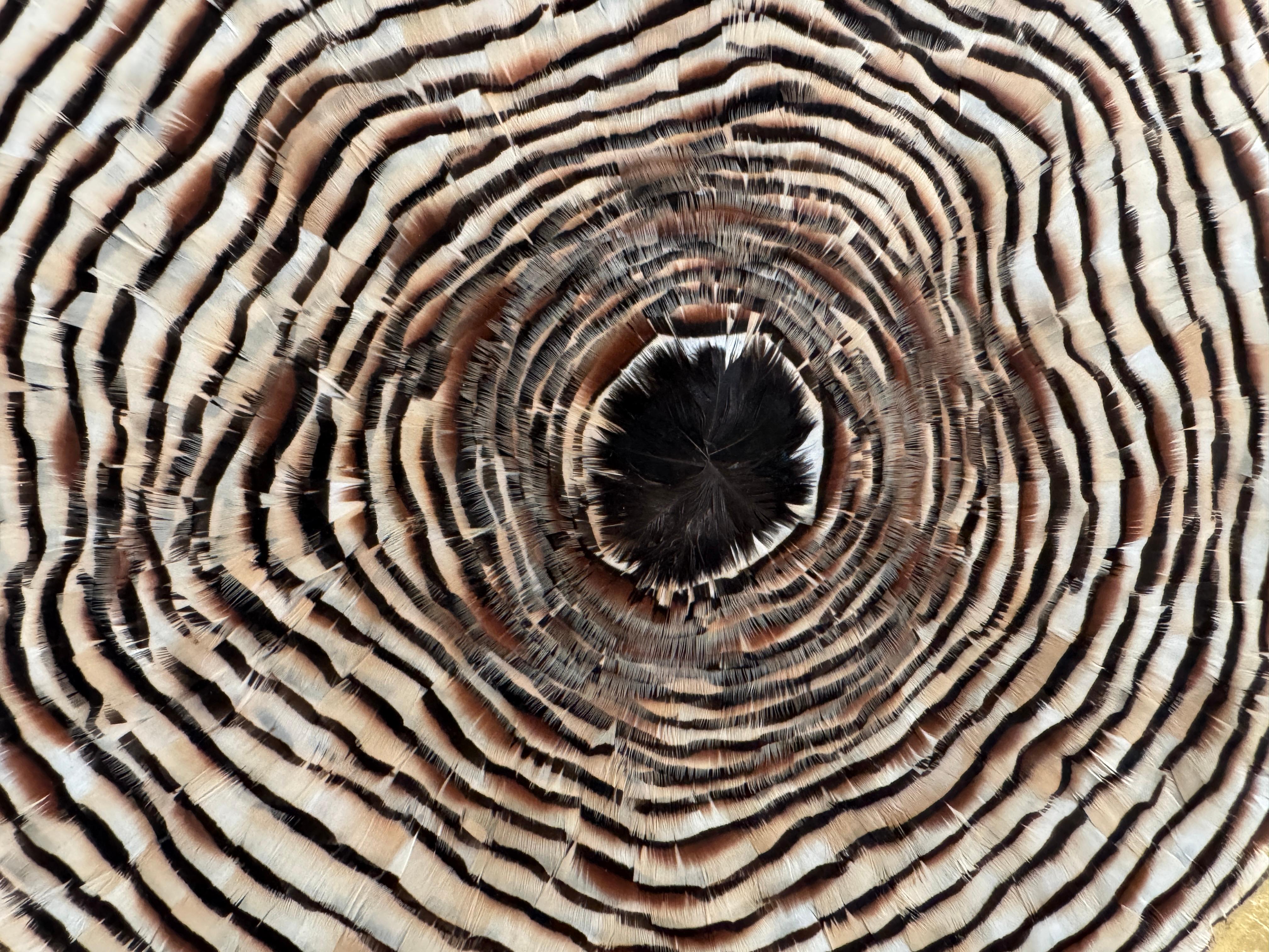Arte de pared de plumas circulares, anillos de árboles inspirados en la naturaleza, tonos tierra, 2019 en venta 3