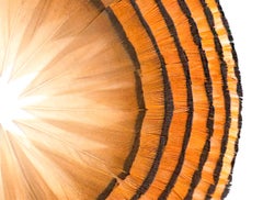 Feather Artwork, Little Sun, 2023