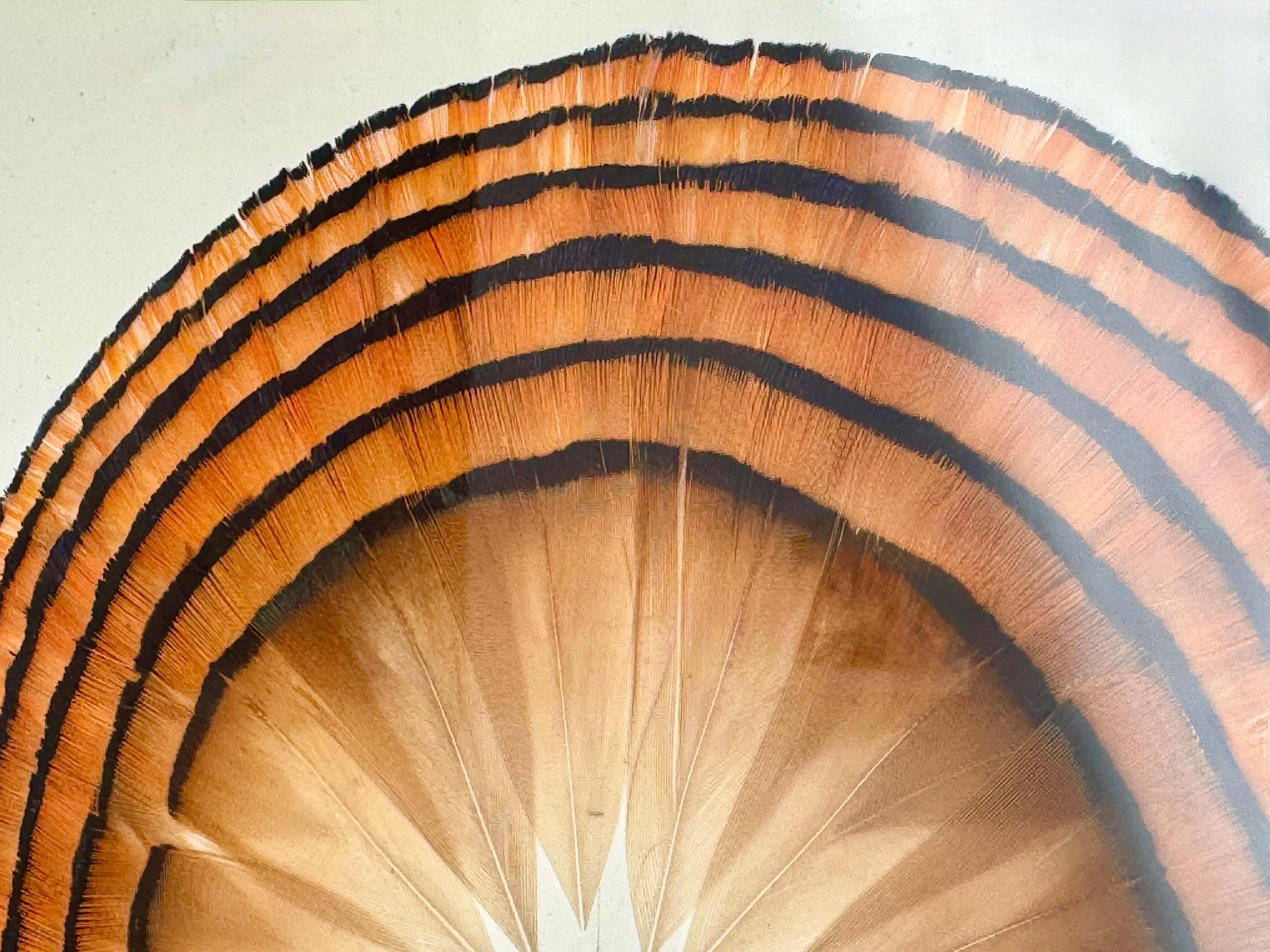 Opera d'arte in piume, Little Sun, 2023 in vendita 4