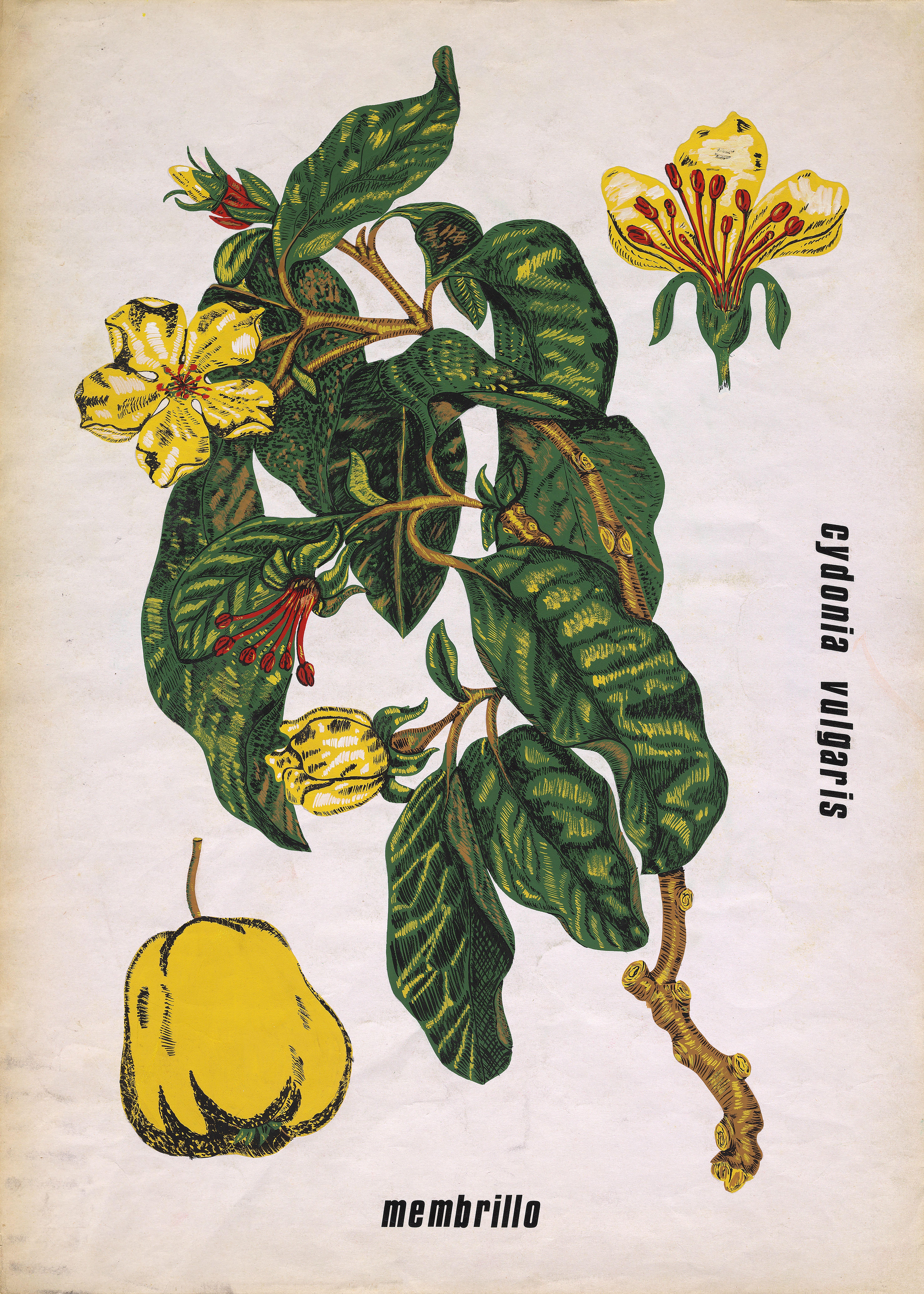 Conception textile originale des années 70 peinte à la main à la gouache de style botanique sur papier blanc