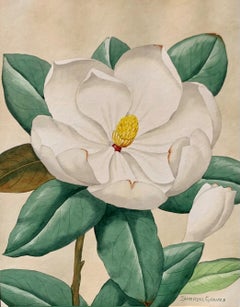 Magnolia, Floral Watercolor Still life by Shirrell Graves (American: 1884-1954)