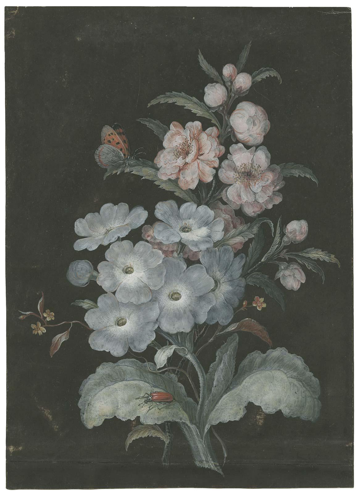 Barbara Regina Dietzsch Pintura en acuarela de una prímula blanca, ca. 1730