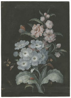 Barbara Regina Dietzsch Watercolor Painting of White Primrose, ca. 1730