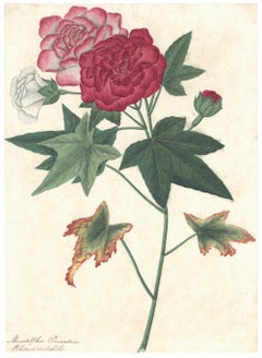 William Roxburghe Watercolor of a Hibiscus Mutabilis, ca. 1781
