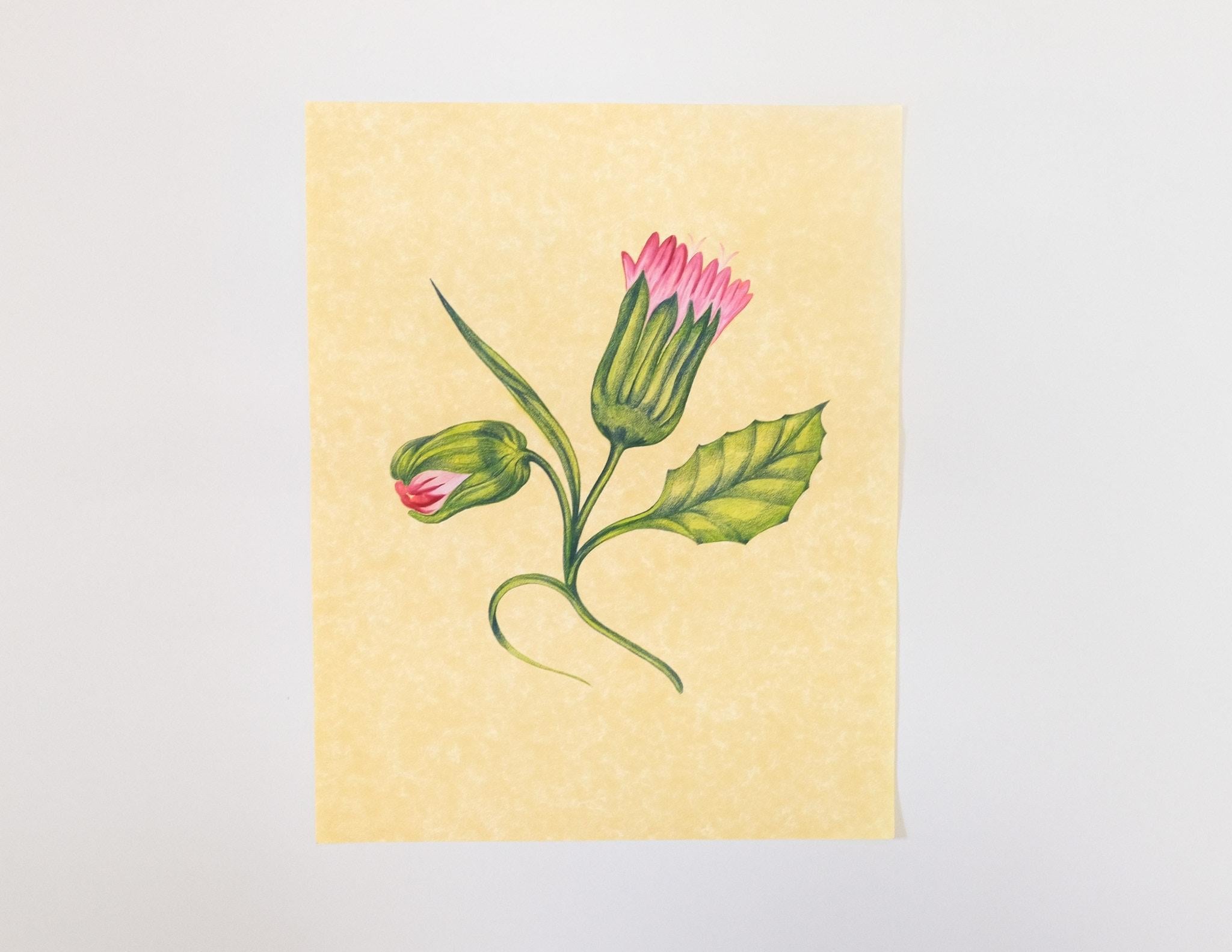 Set of 5 Watercolor on Paper Flowers For Sale 2