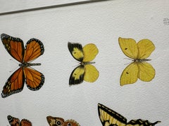 California Butterflies: Painted Lady, Buckeye, Western Tiger Swallowtail, Monach