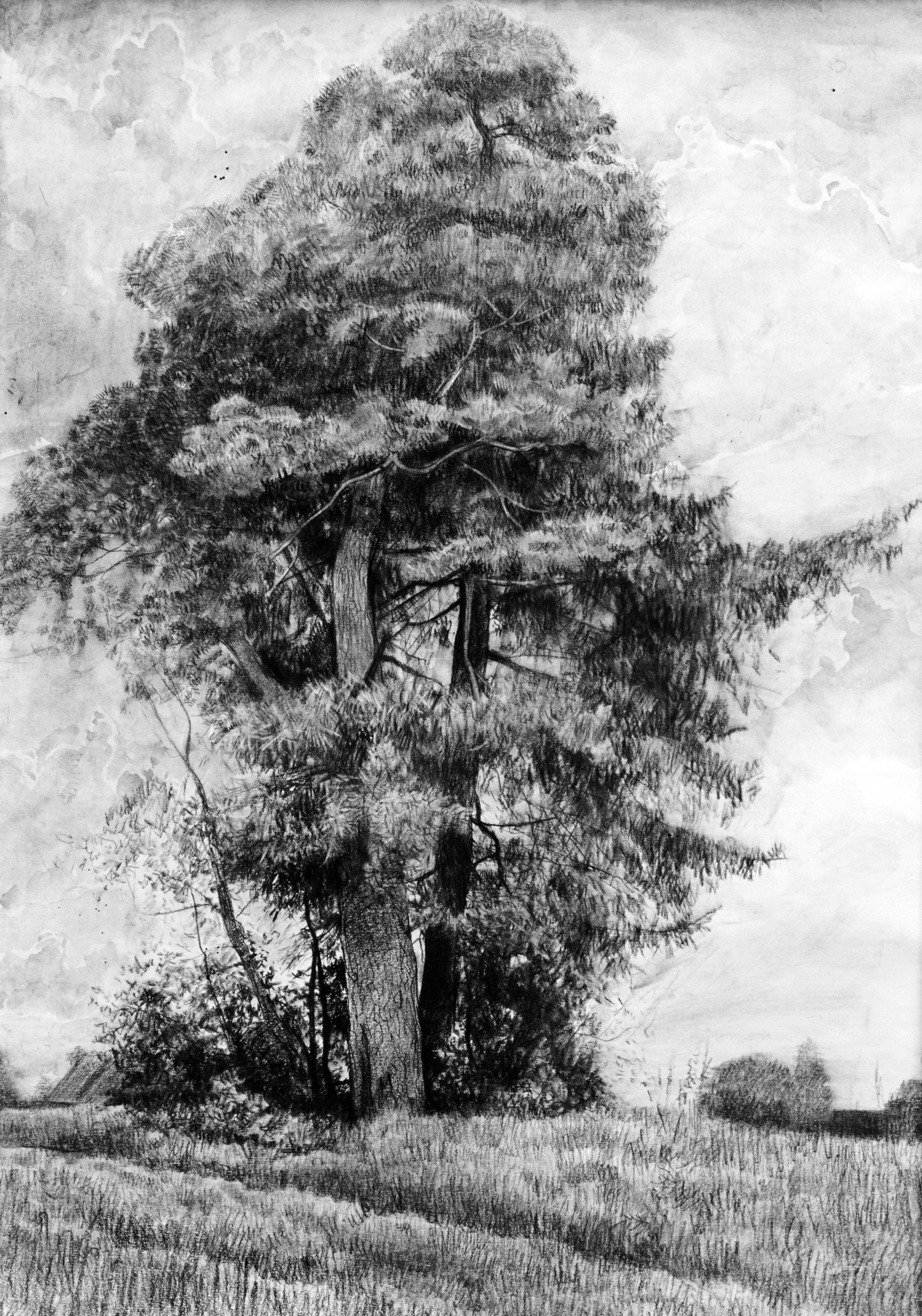 Landscape Art de Simon Kozhin - Pino y abeto