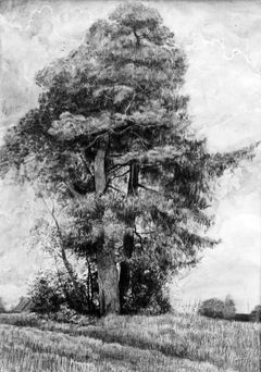 Pine et Spruce