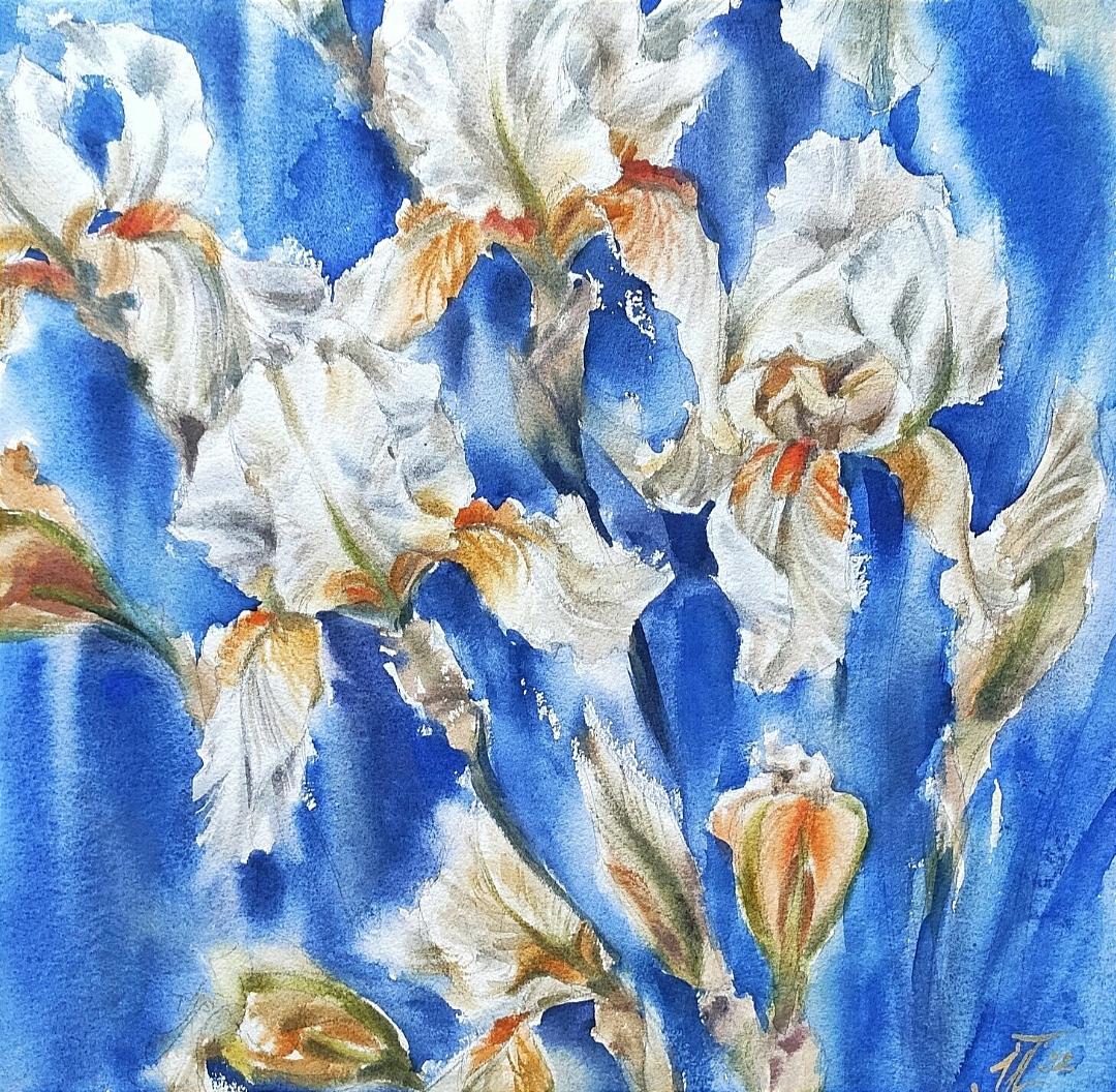 White irises on blue Watercolor flowers  - Impressionist Art by Irina Pronina 