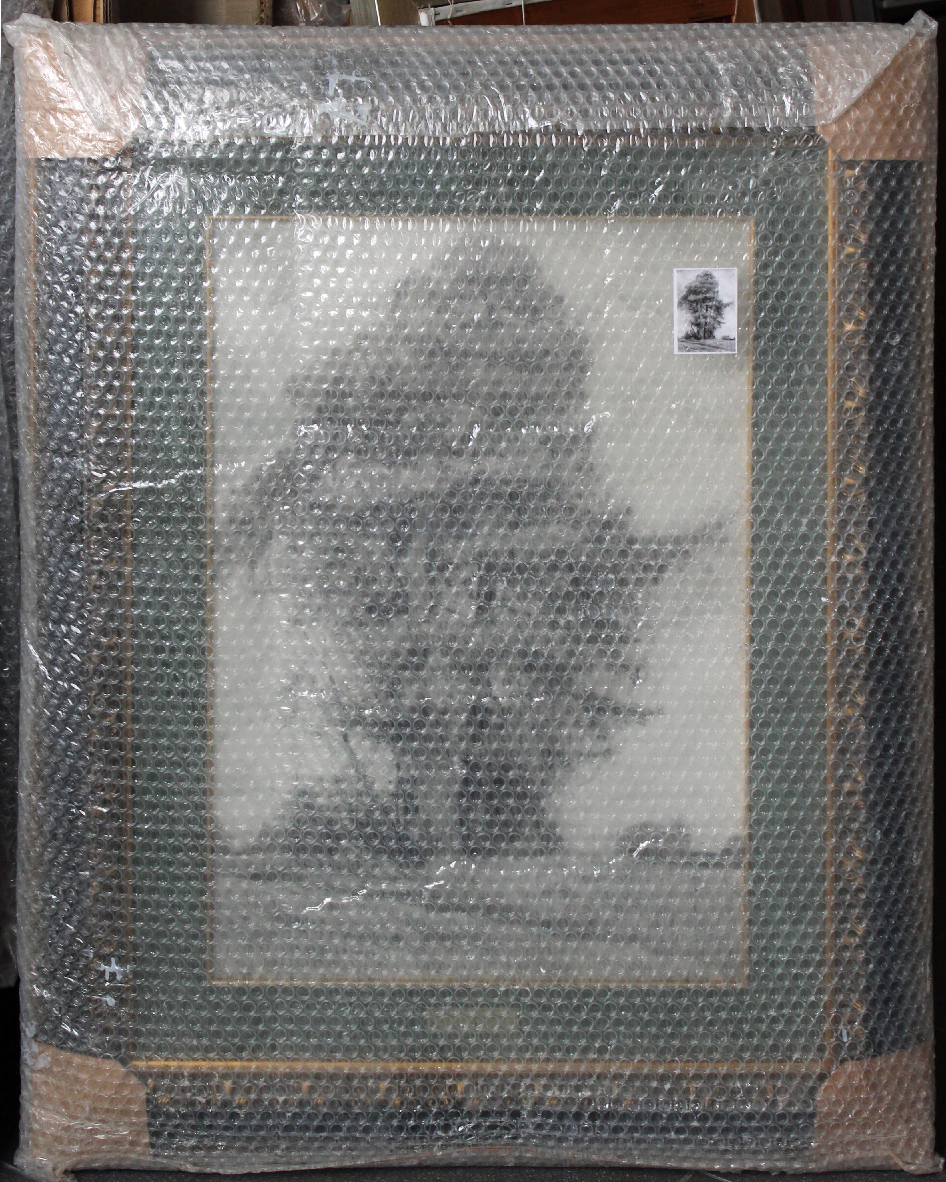 Pino y abeto en venta 3