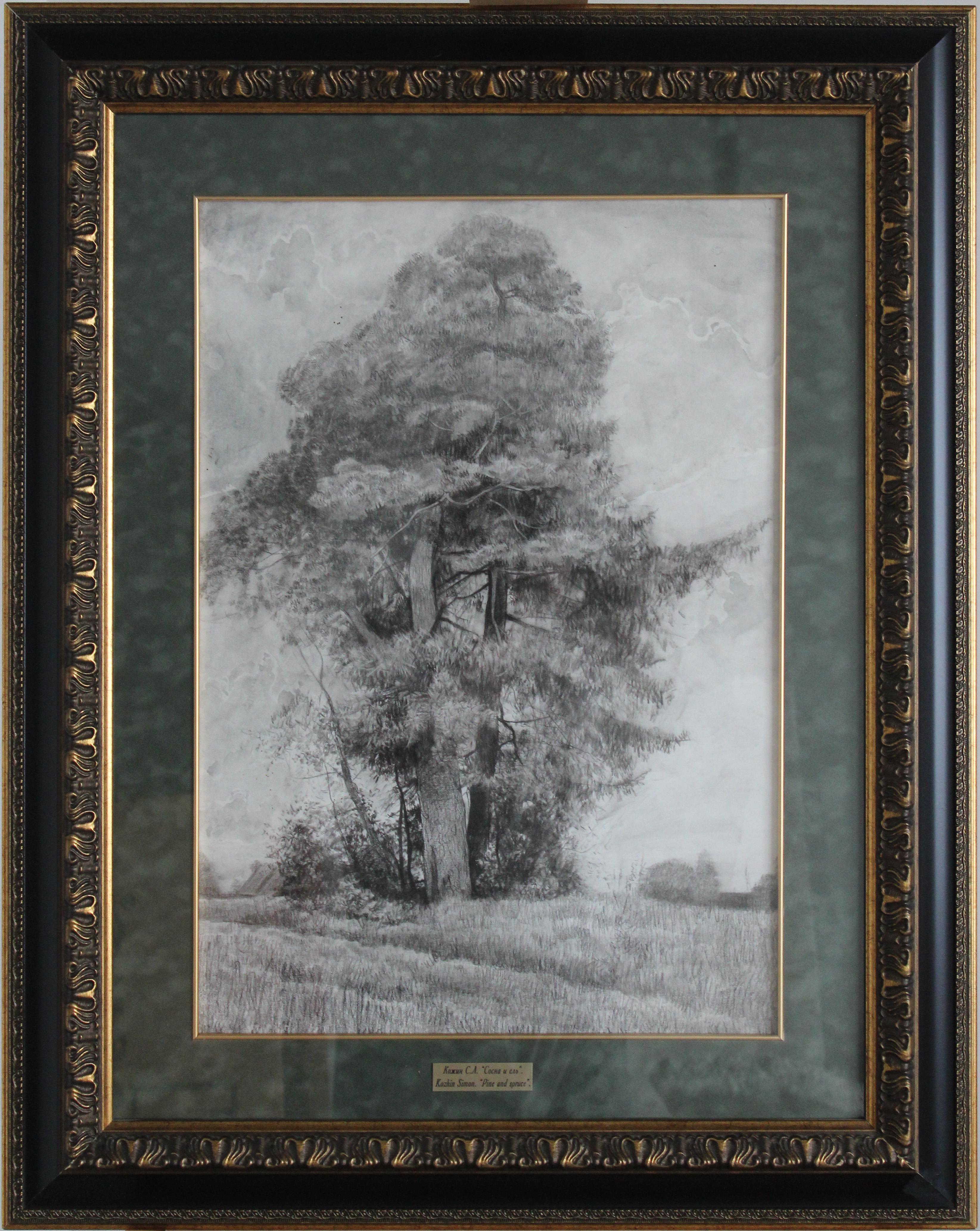 Pino y abeto en venta 5
