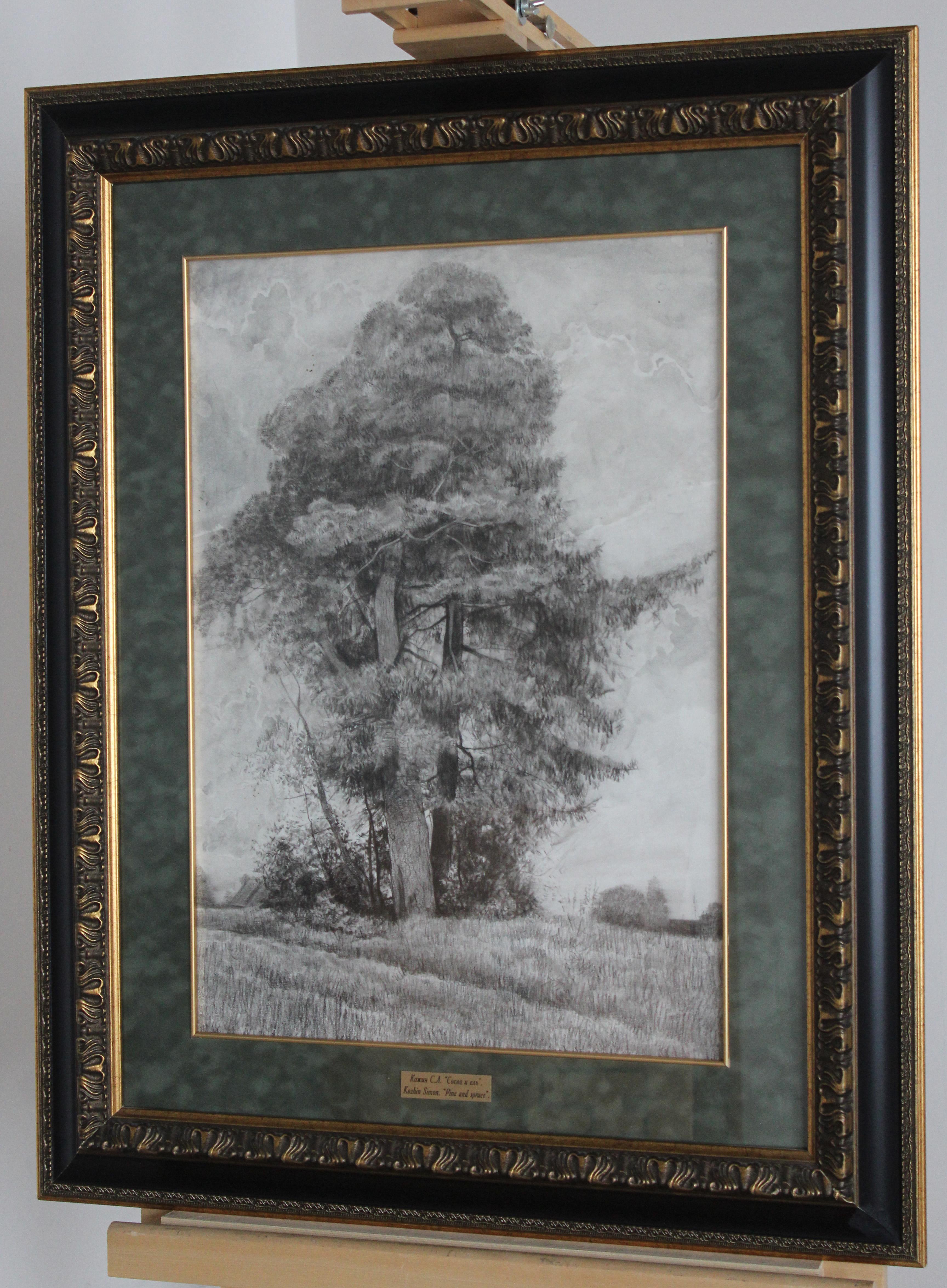 Pino y abeto en venta 6