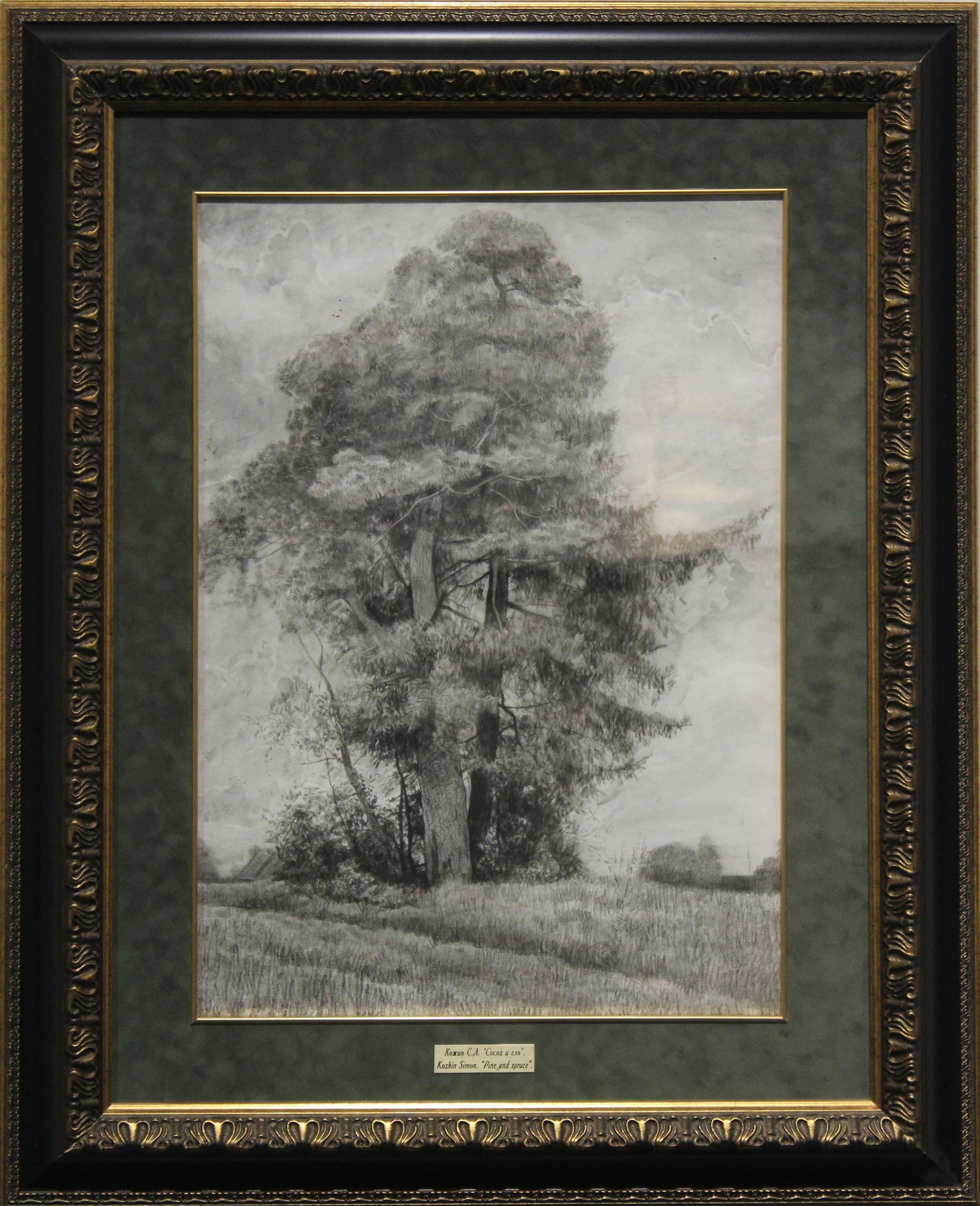 Pino y abeto en venta 4