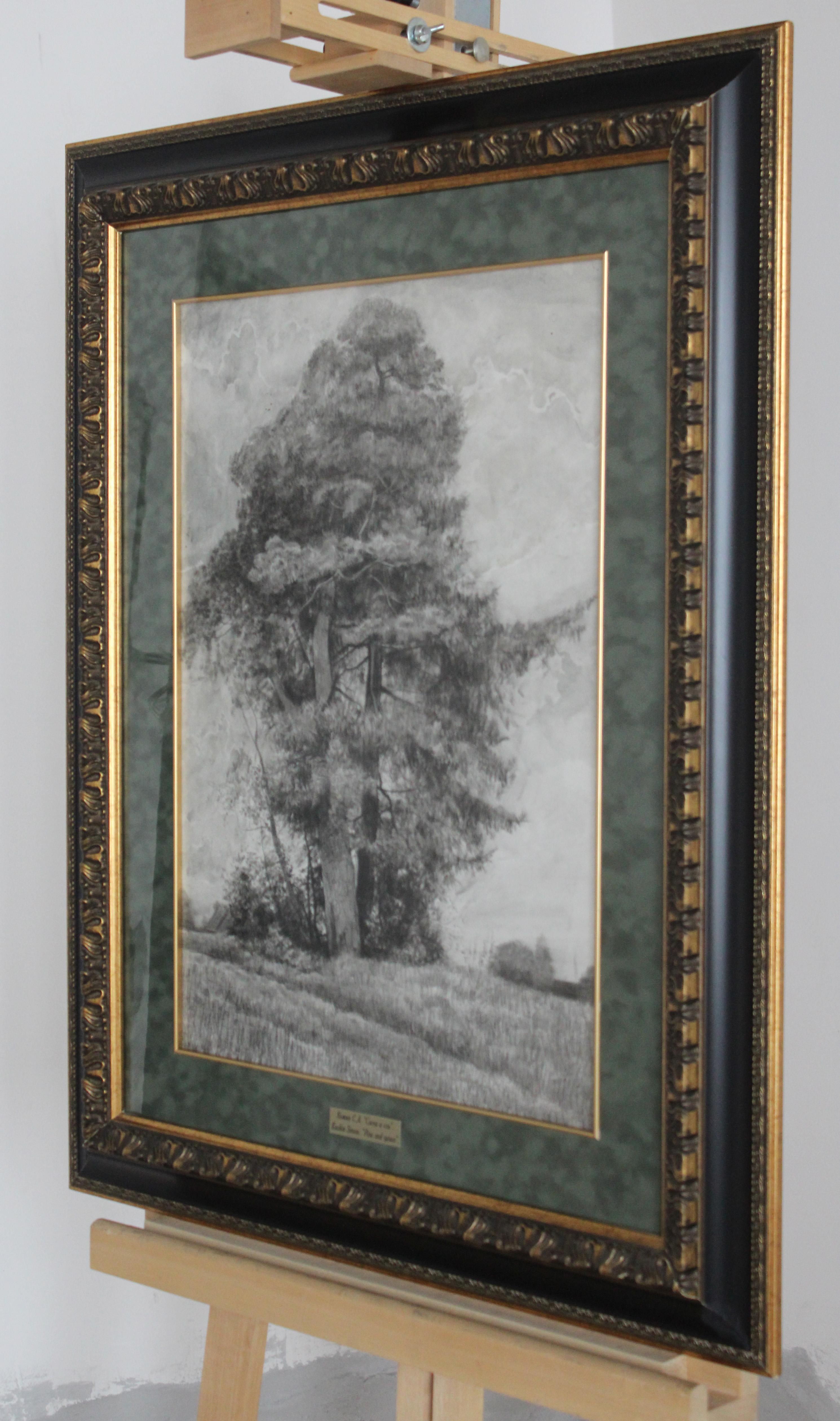 Pino y abeto en venta 7