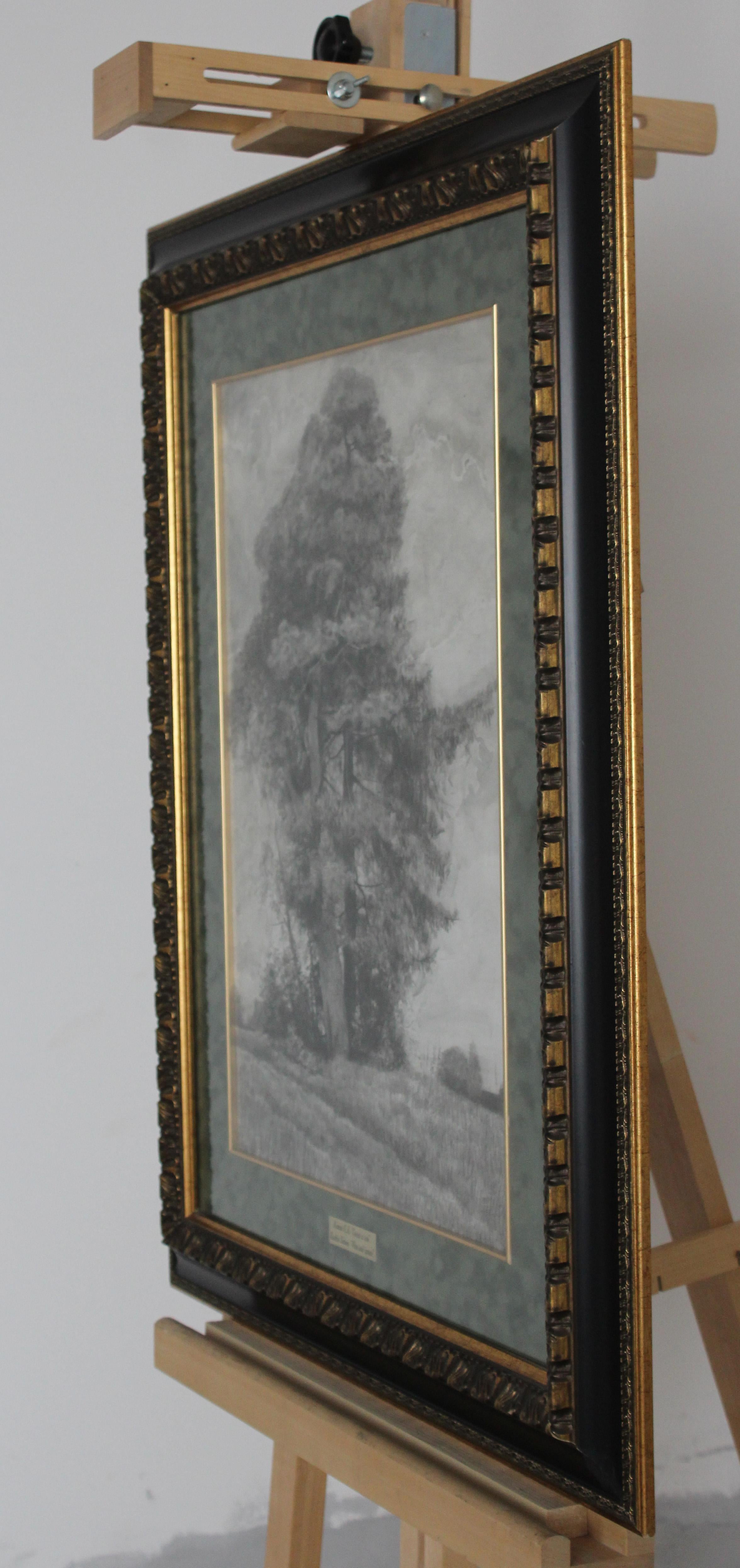 Pino y abeto en venta 8