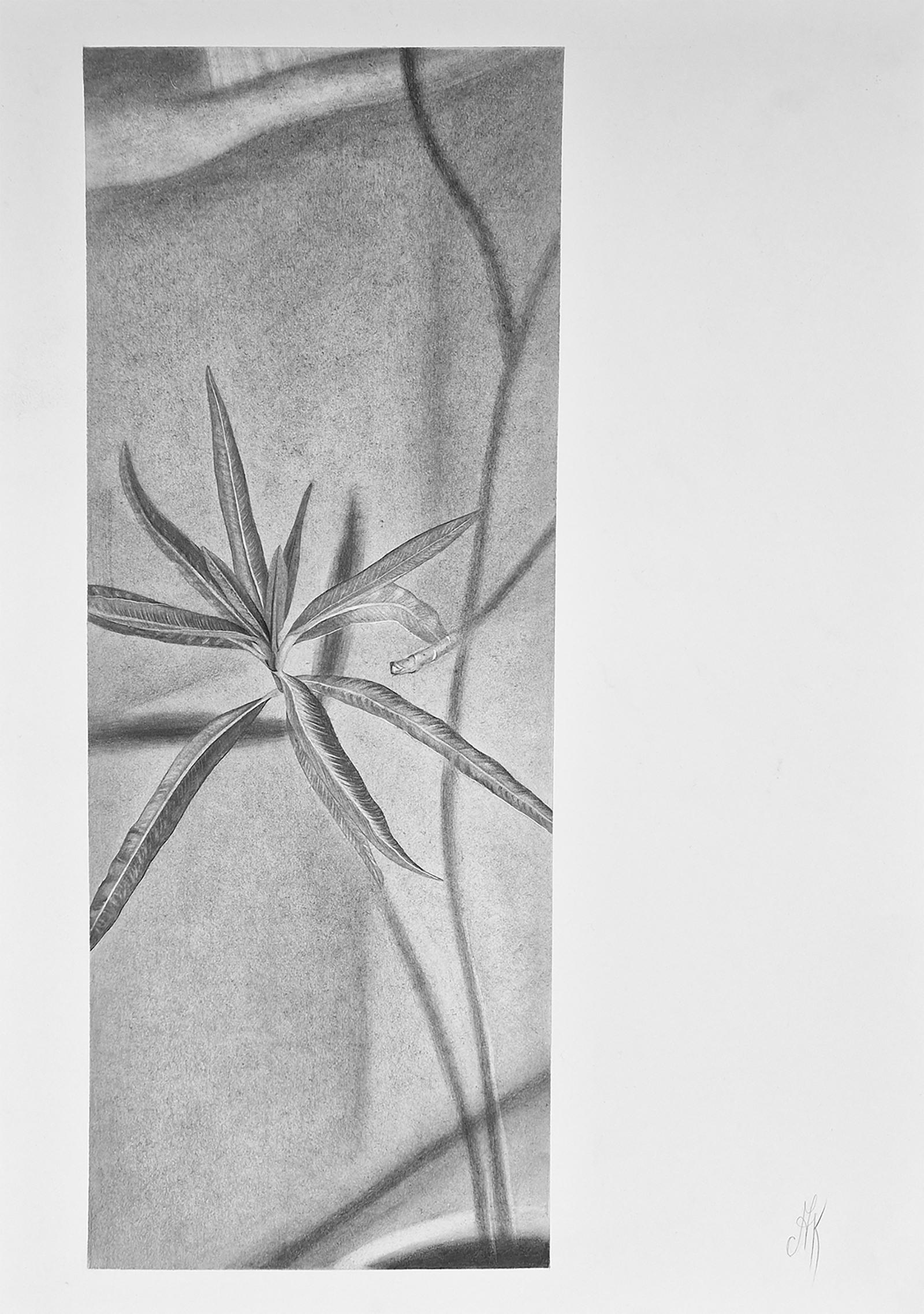 Disegno Disegni e acquarelli