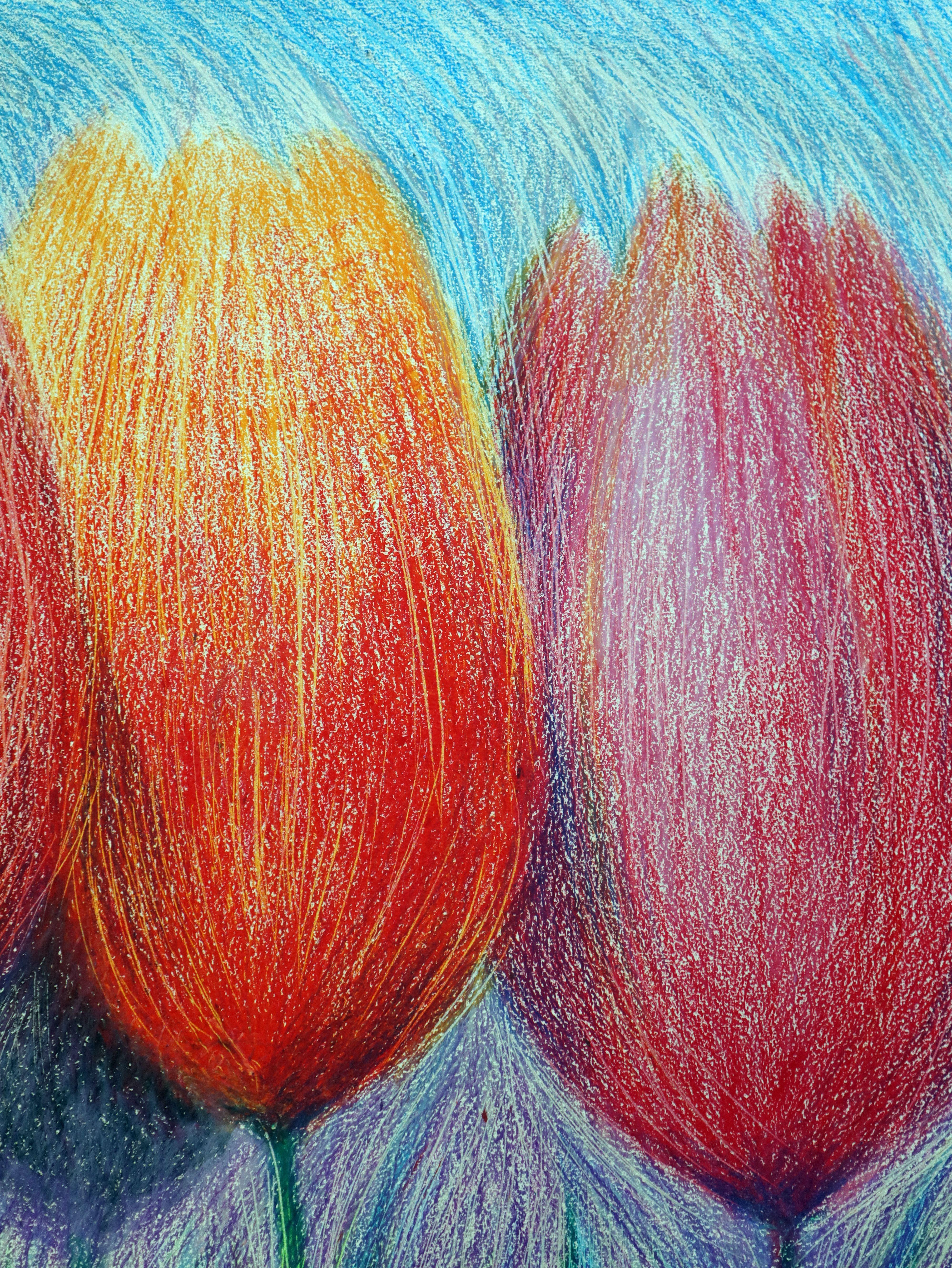 Tulipanes blancos 2 en venta 3