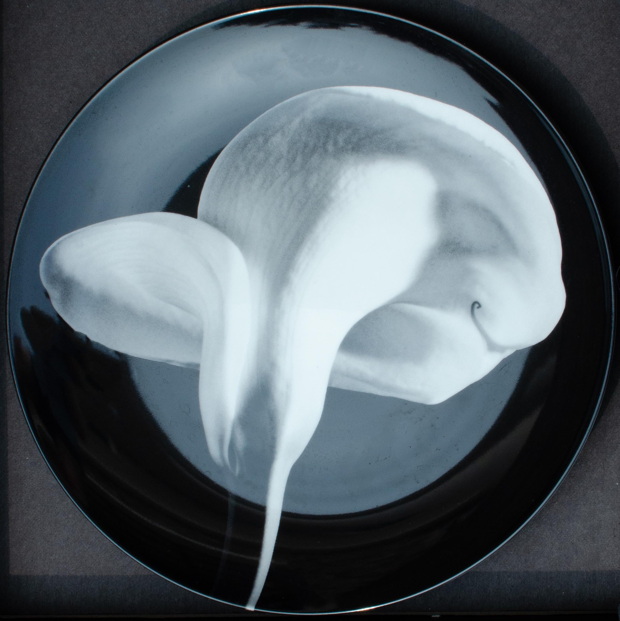 Robert Mapplethorpe Calla Lilly collector's plate
