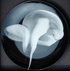 Robert Mapplethorpe Calla Lilly collector's plate