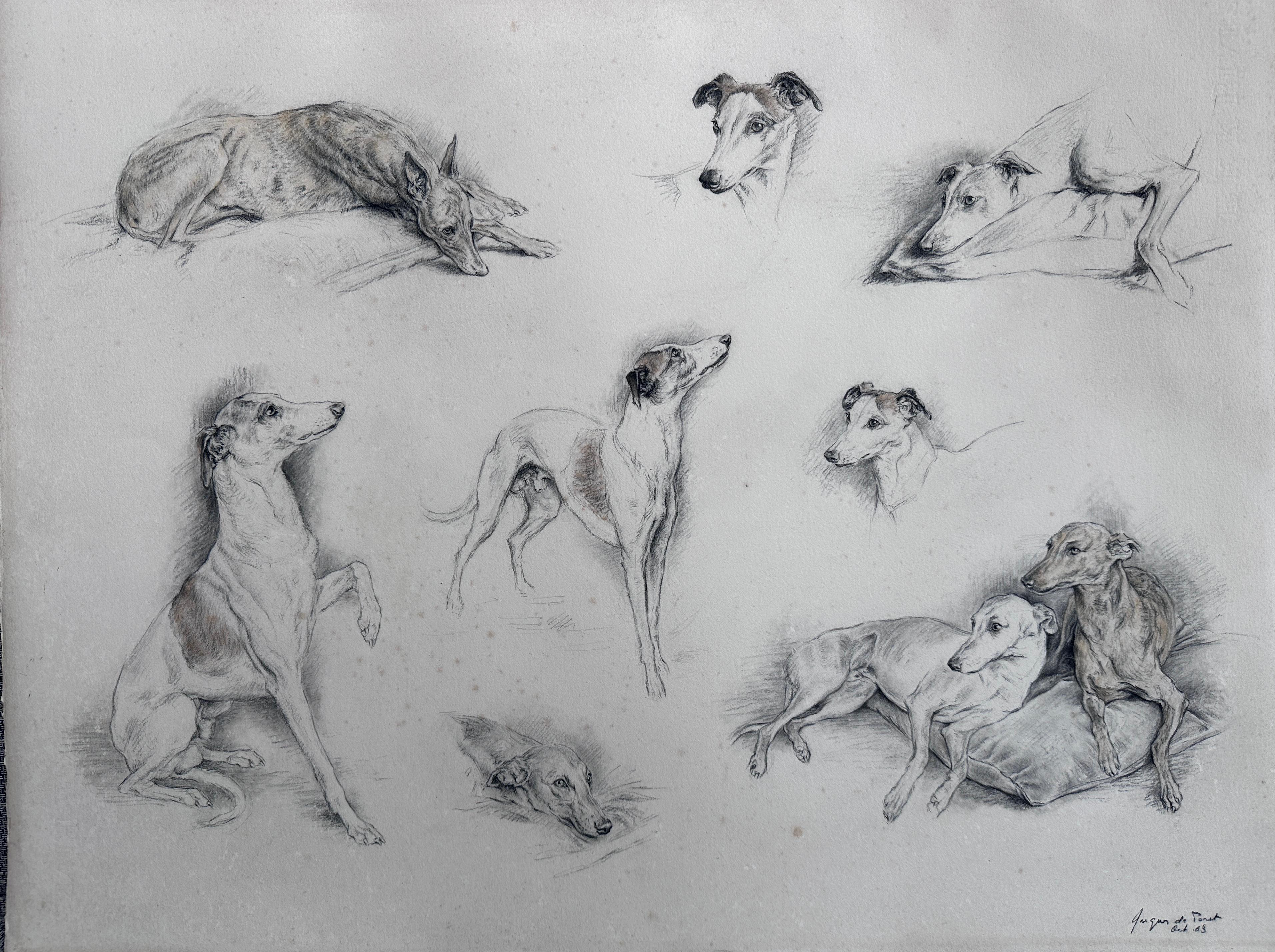 Study of Greyhounds