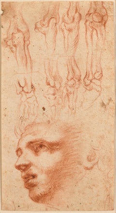 Italian School, late 16th century - Head of a Man and Écorché Studies of Arms