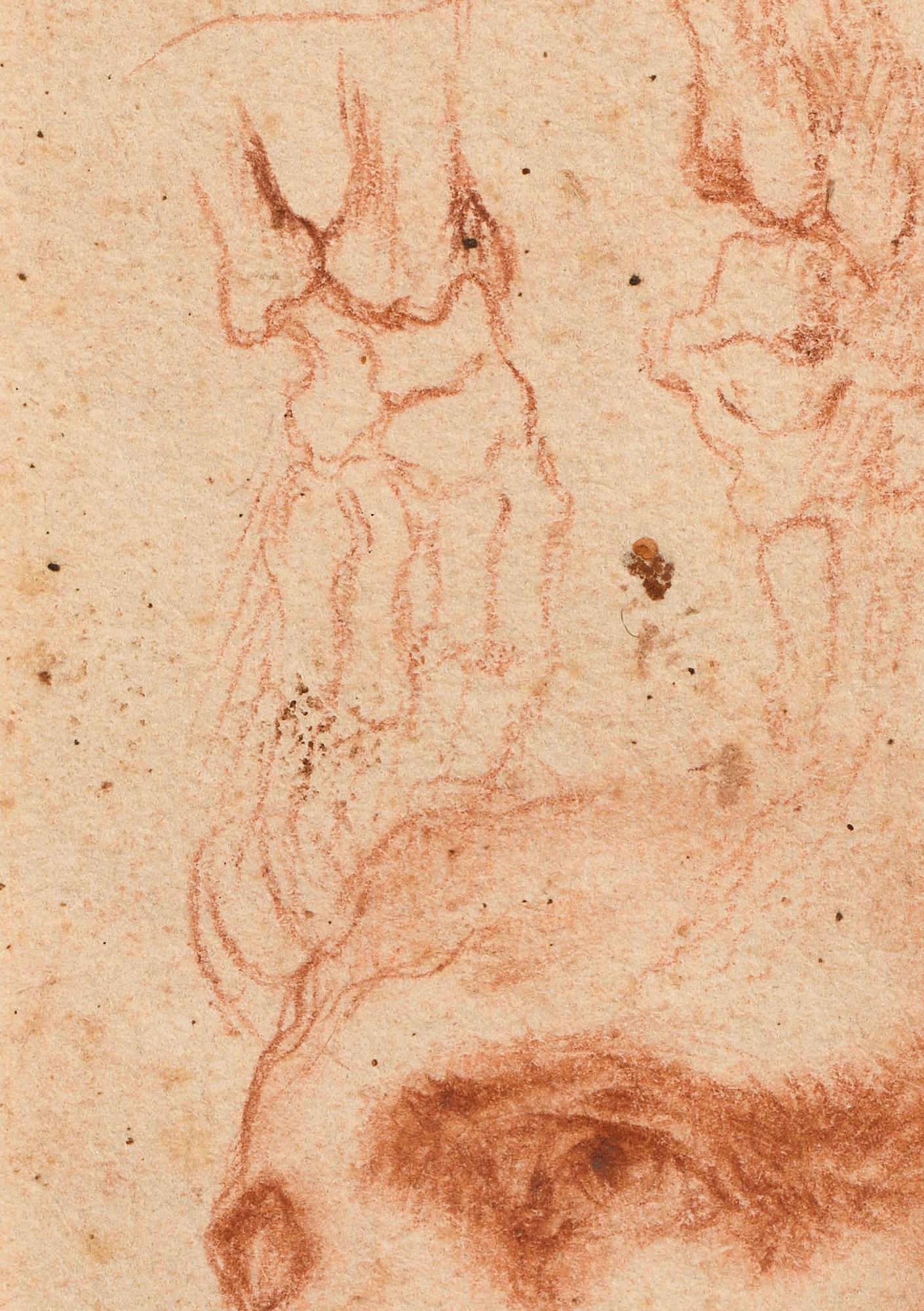 Italian School, late 16th century - Head of a Man and Écorché Studies of Arms - Maîtres anciens Art par Unknown
