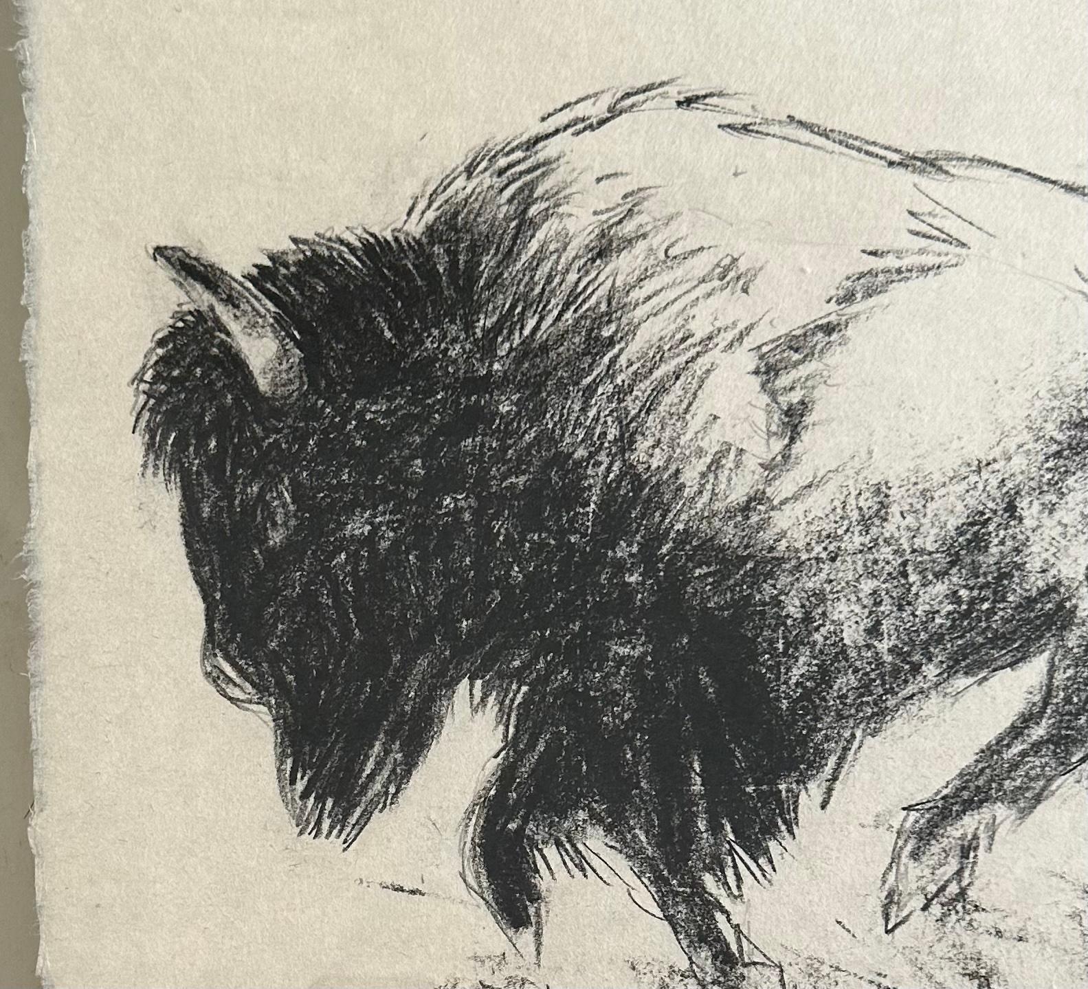 Drawing au fusain Bison Bull Buffalo « The Heart Of America IV », Steffen Bue en vente 1