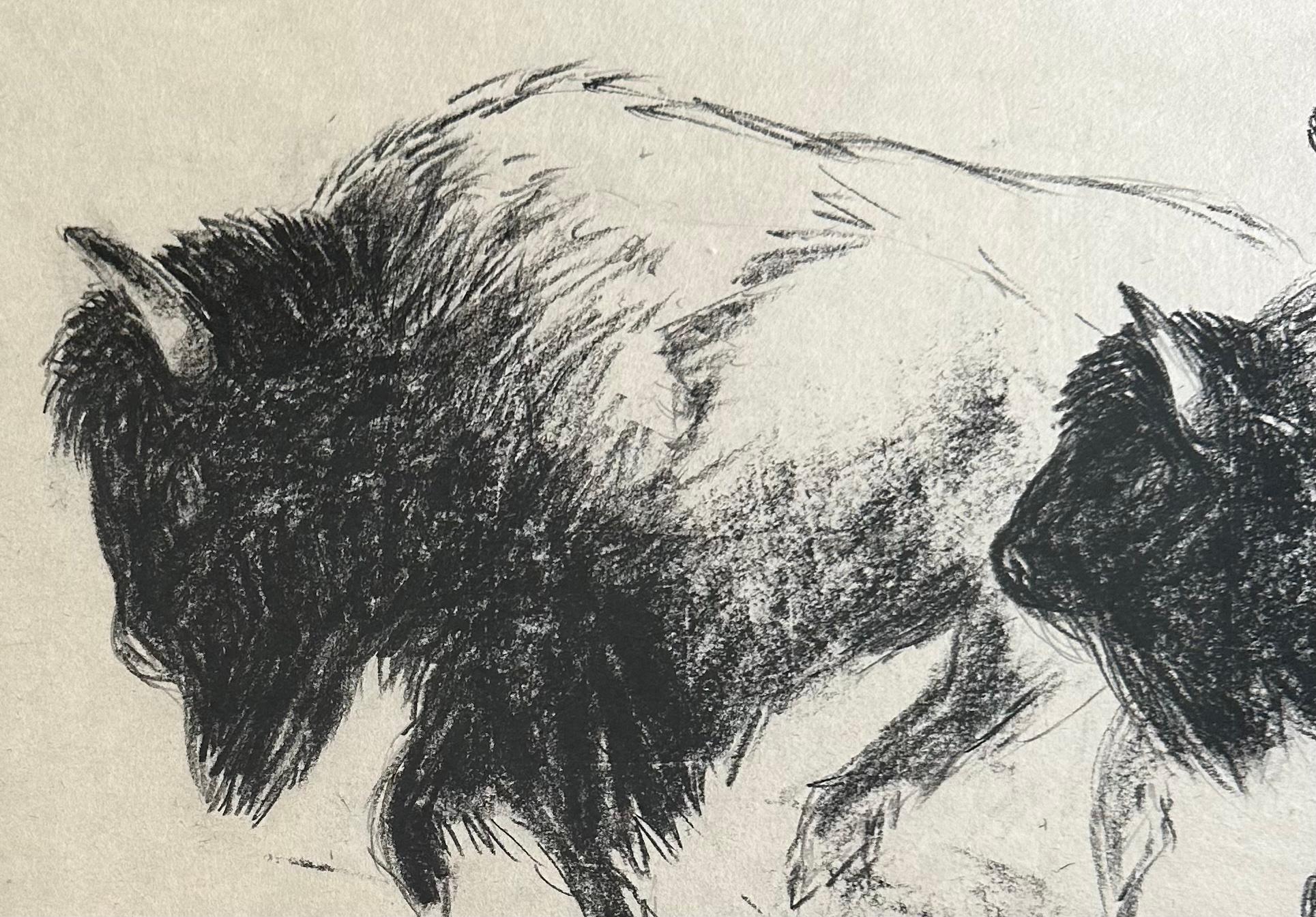 Drawing au fusain Bison Bull Buffalo « The Heart Of America IV », Steffen Bue en vente 4