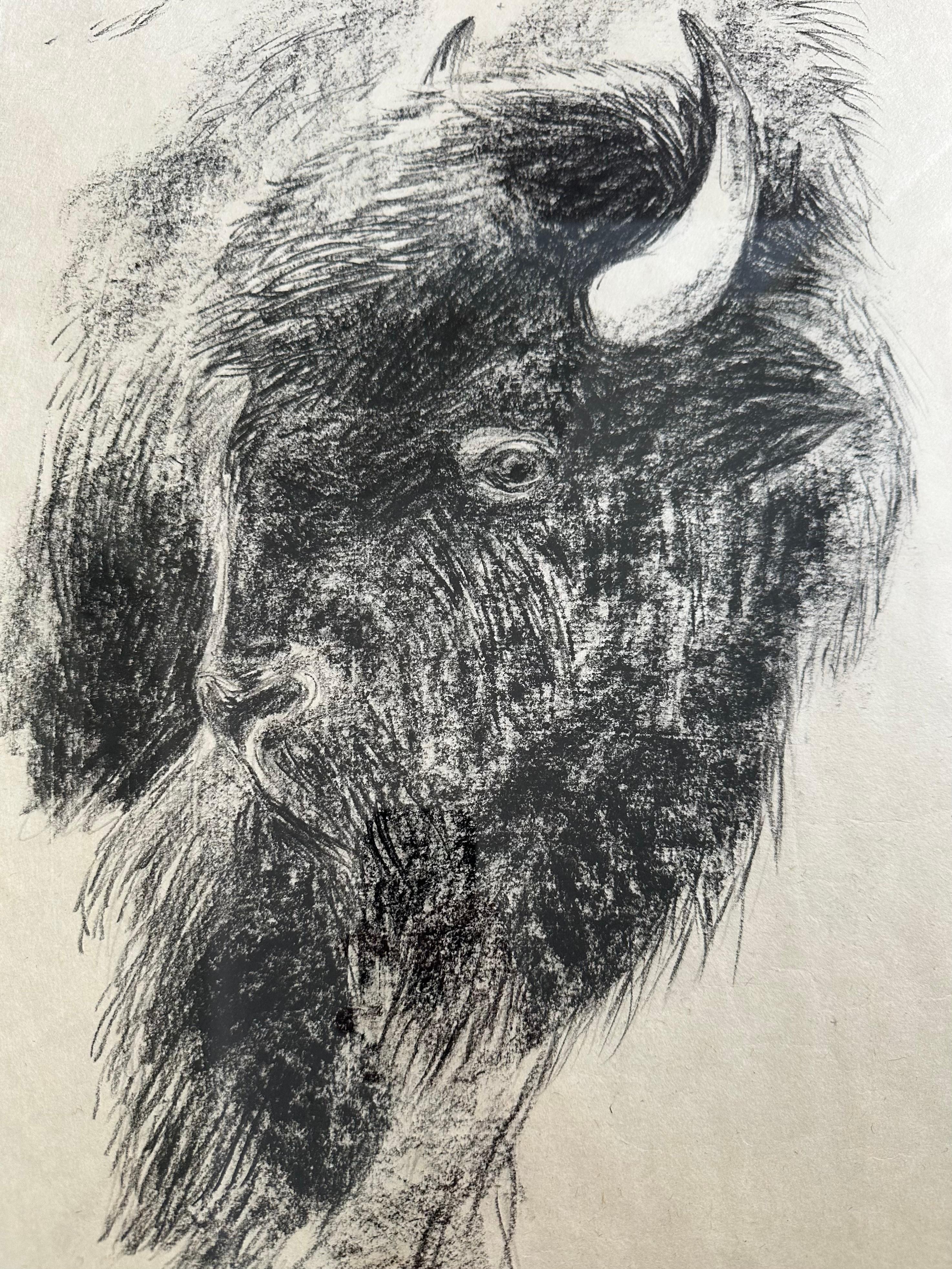 Drawing au fusain Bison Bull Buffalo « The Heart Of America VI », Steffen Bue en vente 1