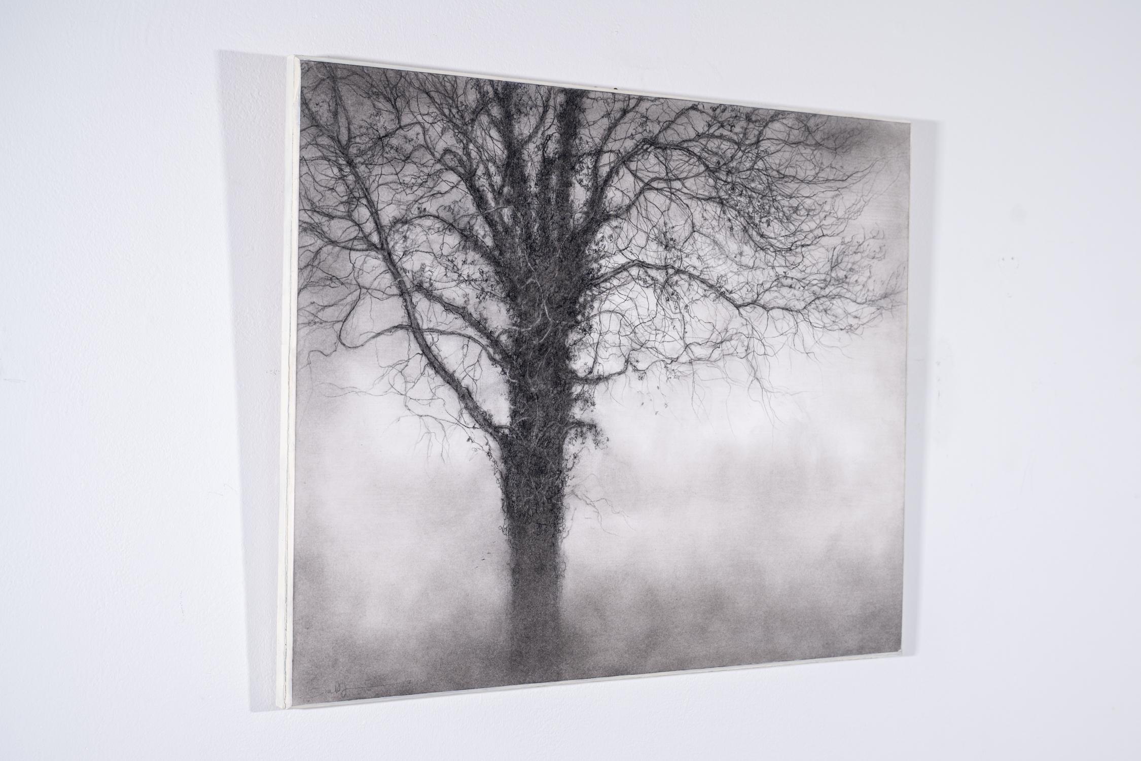 Dearheart (Realistic Charcoal Tree Landscape Drawing by Sue Bryan) 1