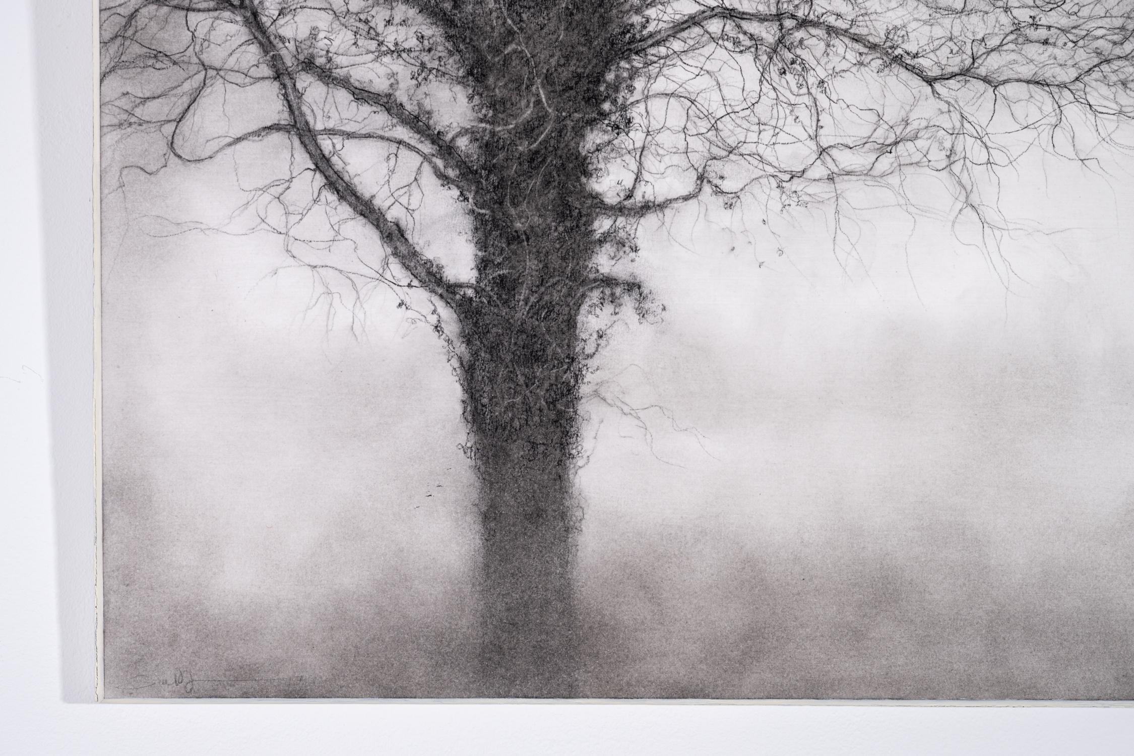 Dearheart (Realistic Charcoal Tree Landscape Drawing by Sue Bryan) 3