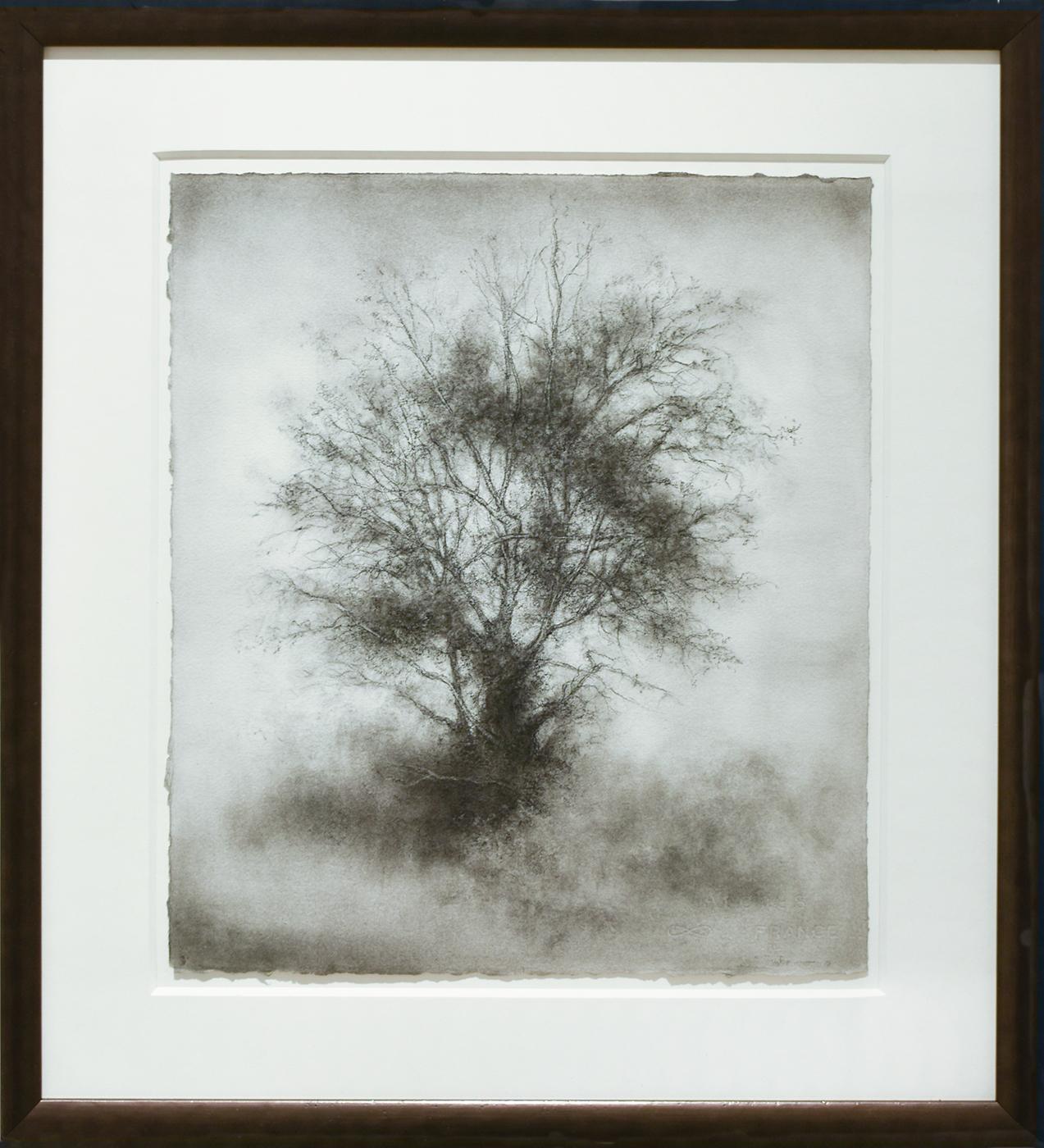 Greenhorn (Black & White Whimsical Tree Landscape Charcoal Drawing on Paper) - Art by Sue Bryan
