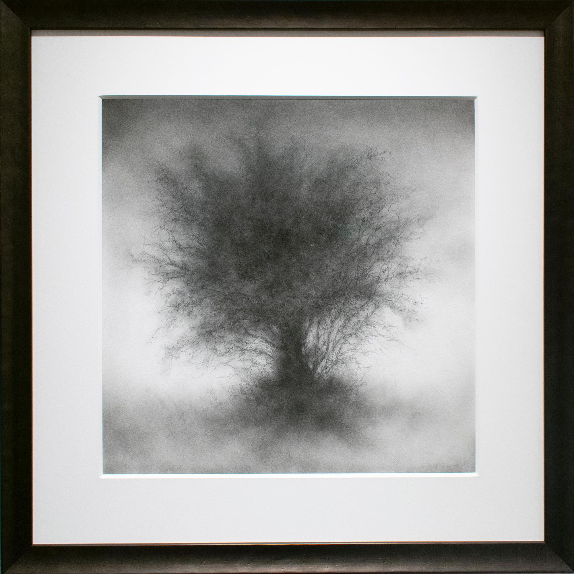 Whippersnapper (Realistic Charcoal Landscape Drawing on Panel of a Large Tree) - Art by Sue Bryan