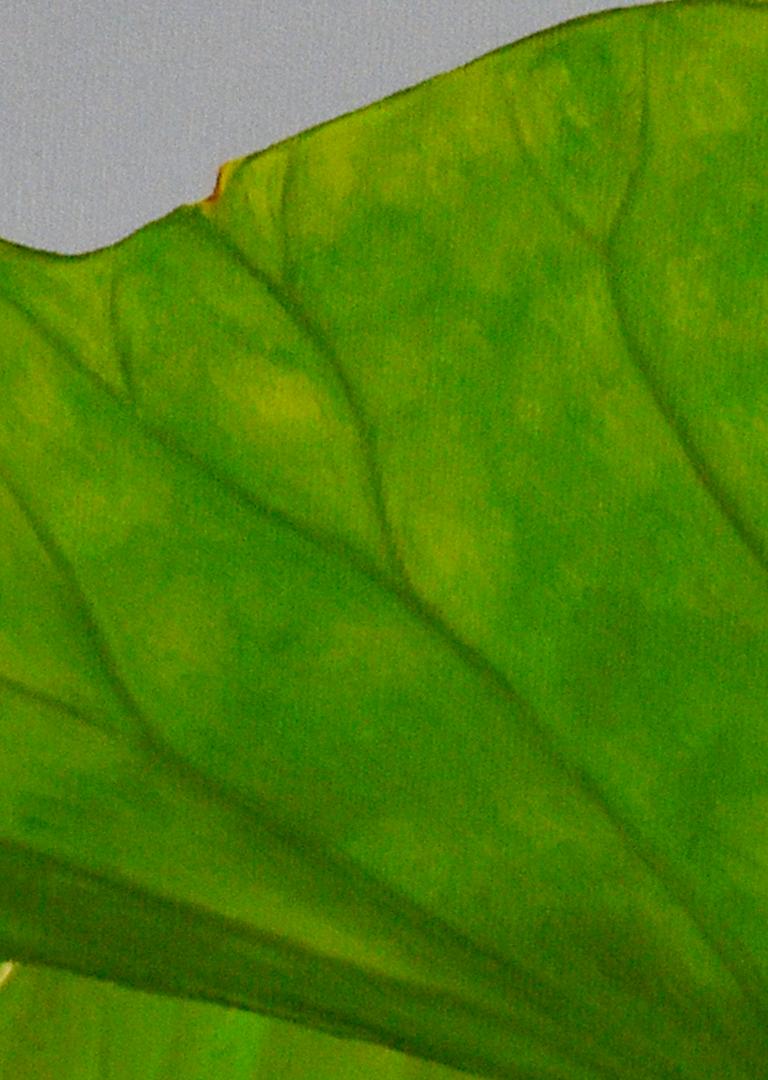Lotus No. 8 (Realistisches Stillleben mit grünen Lotusblättern und Blumenknospen) (Zeitgenössisch), Painting, von Frank DePietro