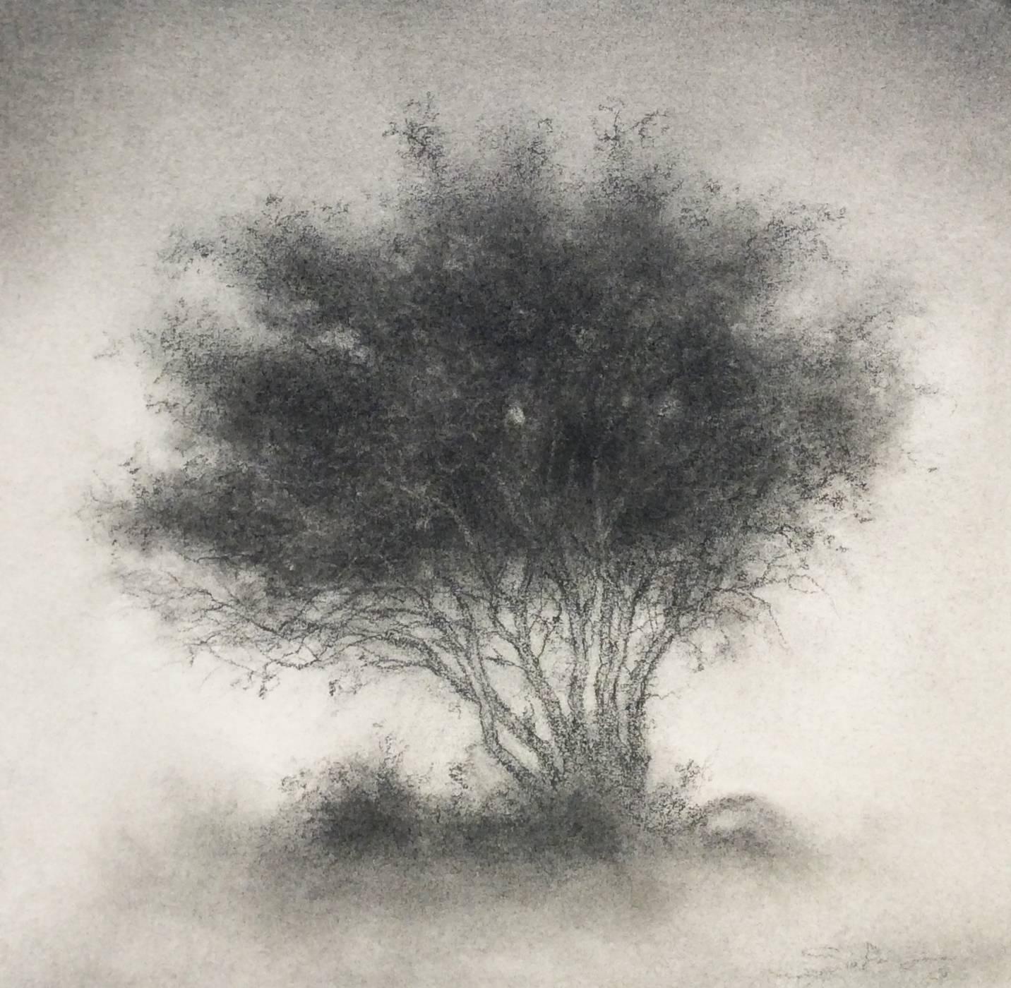 Sue Bryan Landscape Art - Little Scrap: Realistic Black & White Charcoal Tree Landscape Drawing, Framed