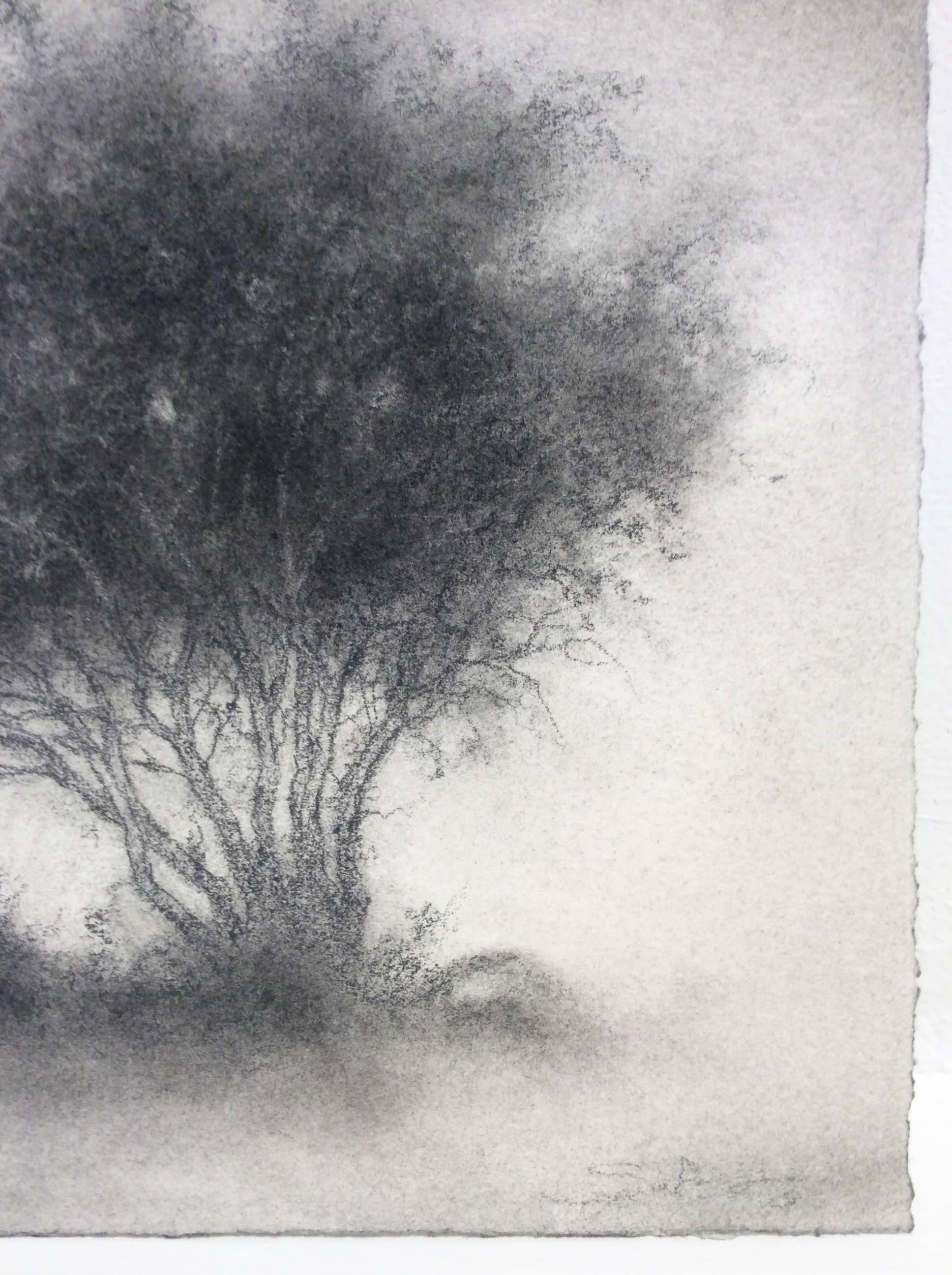 Little Scrap: Realistic Black & White Charcoal Tree Landscape Drawing, Framed - Contemporary Art by Sue Bryan