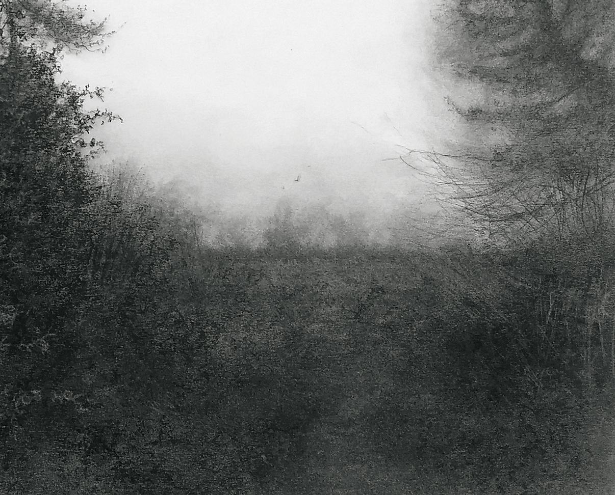 A Way Through (Black & White Charcoal Drawing of Misty Landscape w Spruce Tree) - Art by Sue Bryan