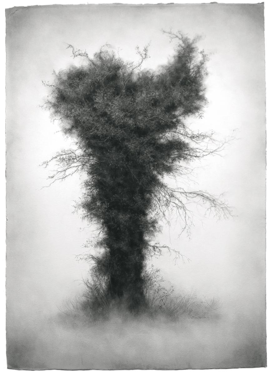 Sue Bryan Landscape Art - Wallflower (Moody Charcoal Landscape Drawing of Tree)