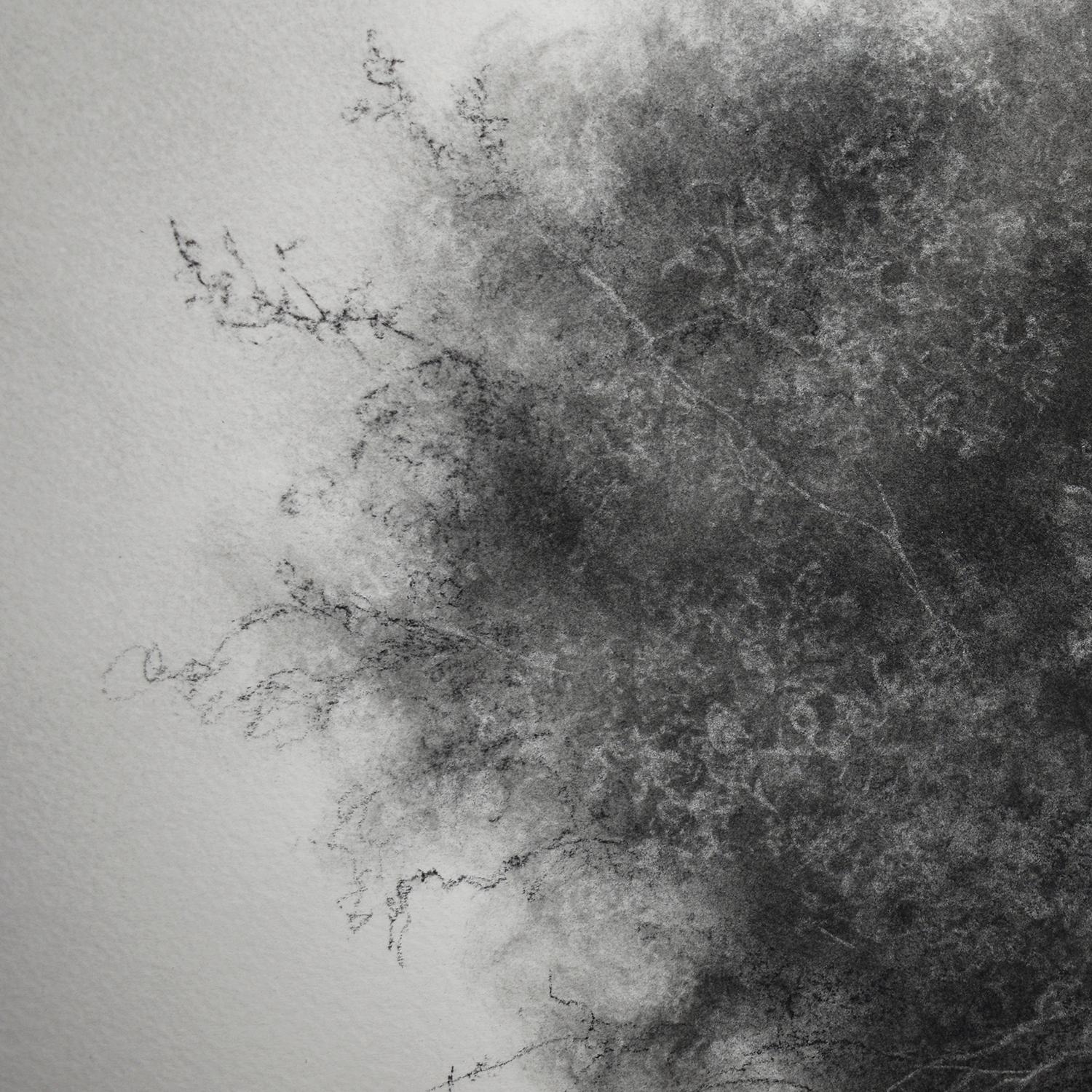 Wallflower (Moody Charcoal Landscape Drawing of Tree) - Contemporary Art by Sue Bryan