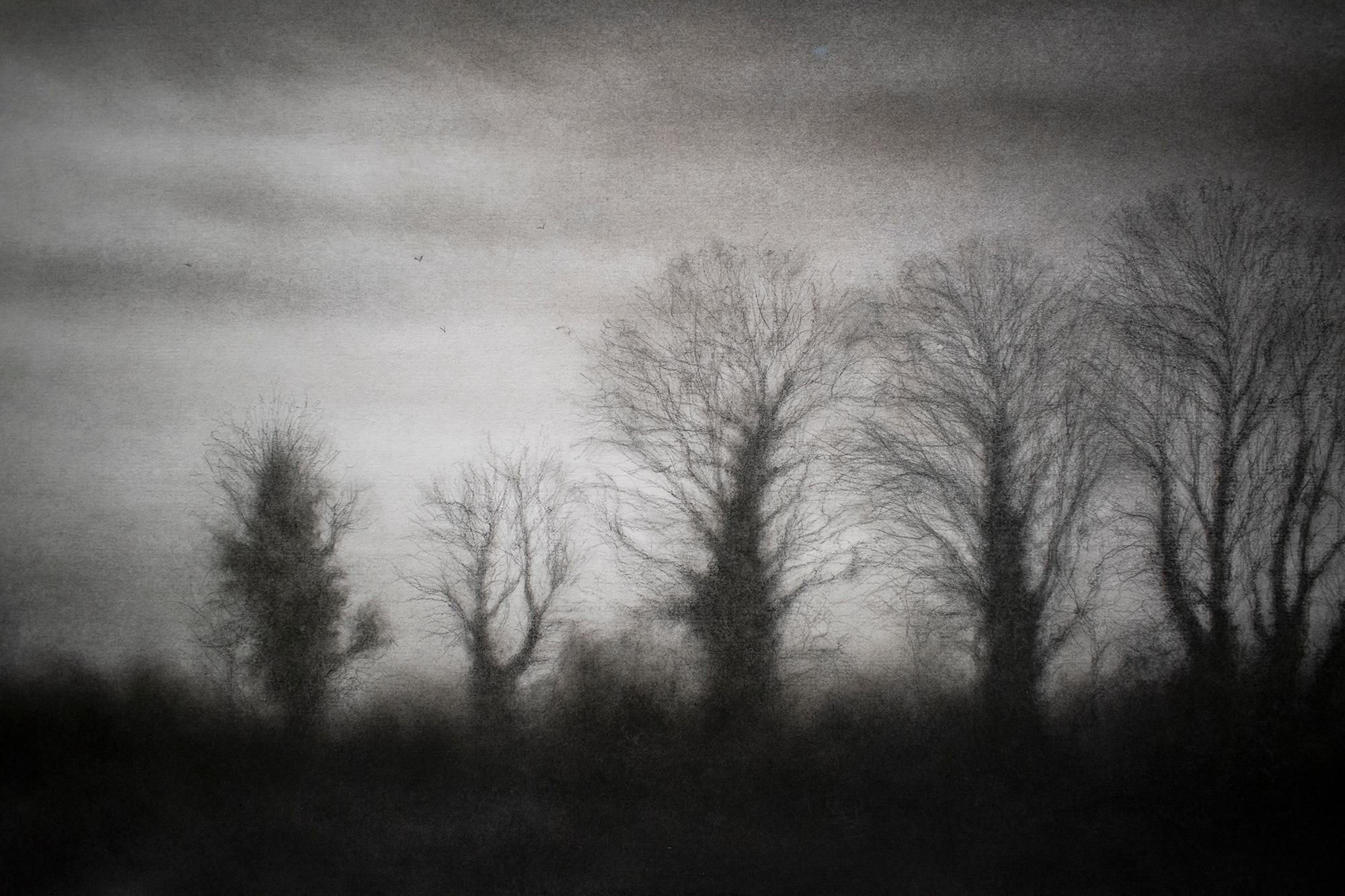 Anthem III (Realistic Black Charcoal Landscape Drawing of a Country Forest) - Contemporary Art by Sue Bryan