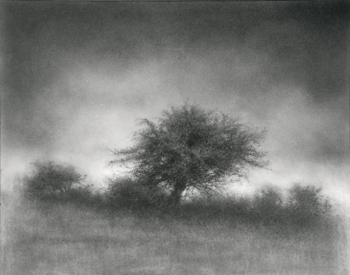 Sue Bryan Landscape Painting - Landscape with Tree (Contemporary Charcoal Drawing of Rural Horizon)