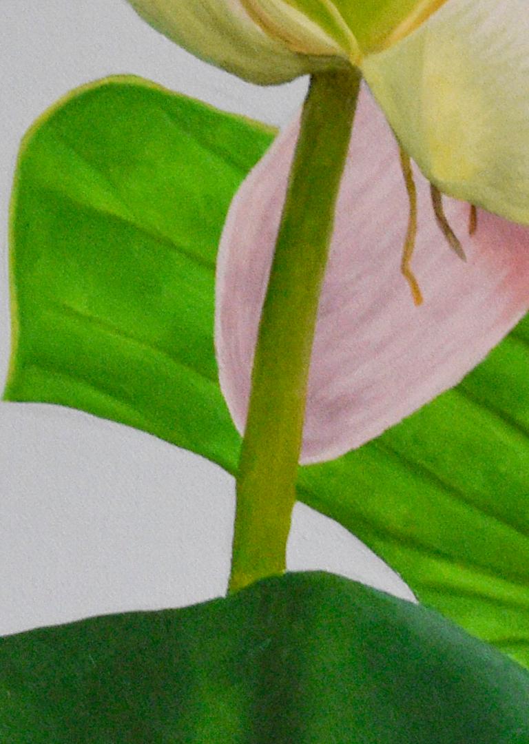 Photorealist still life painting of pink lotus flowers with brown lotus pods and green petals against a light grey background
oil on canvas, 16 x 16 inches, 17 x 17 inches in dark wood moulding
Signed lower right

Painted with the exactness of a