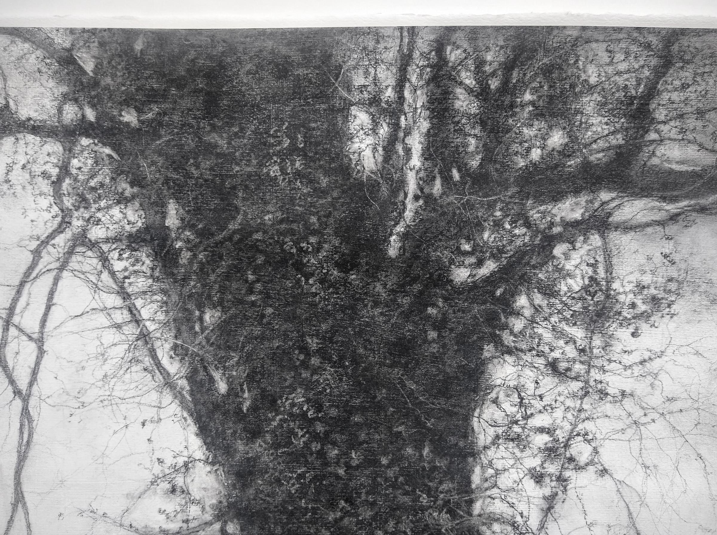 Schwarz-weiße realistische Kohlezeichnung eines großen Baumes im Wind
Sue Bryan, 