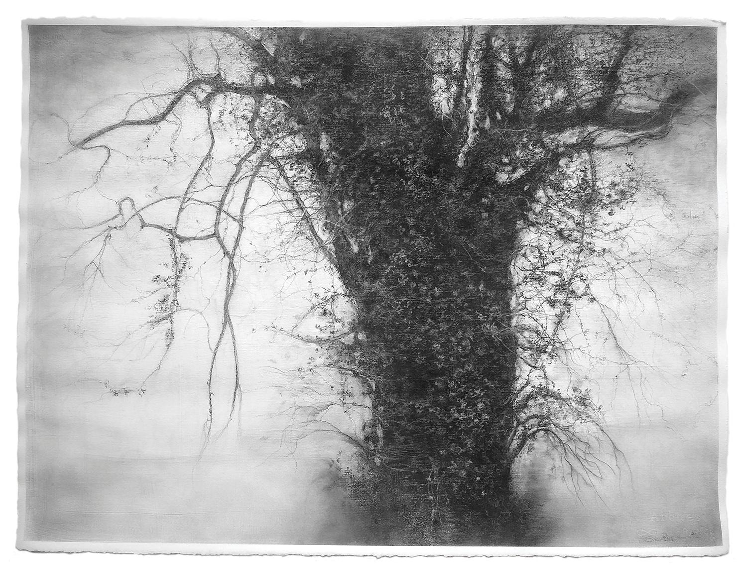 Beneath The Dripping Trees (Realistic Black & White Charcoal Landscape Drawing) - Gray Figurative Art by Sue Bryan