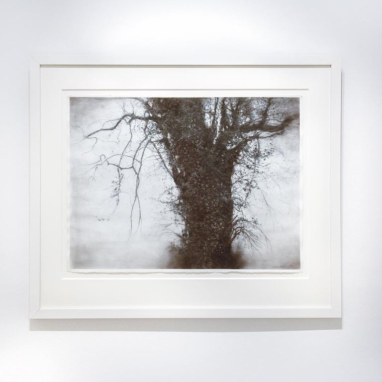 Beneath The Dripping Trees (Realistic Black & White Charcoal Landscape Drawing) - Art by Sue Bryan