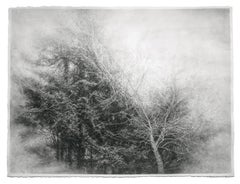 La plénitude du vent (dessin de paysage au fusain noir et blanc encadré d'un arbre)